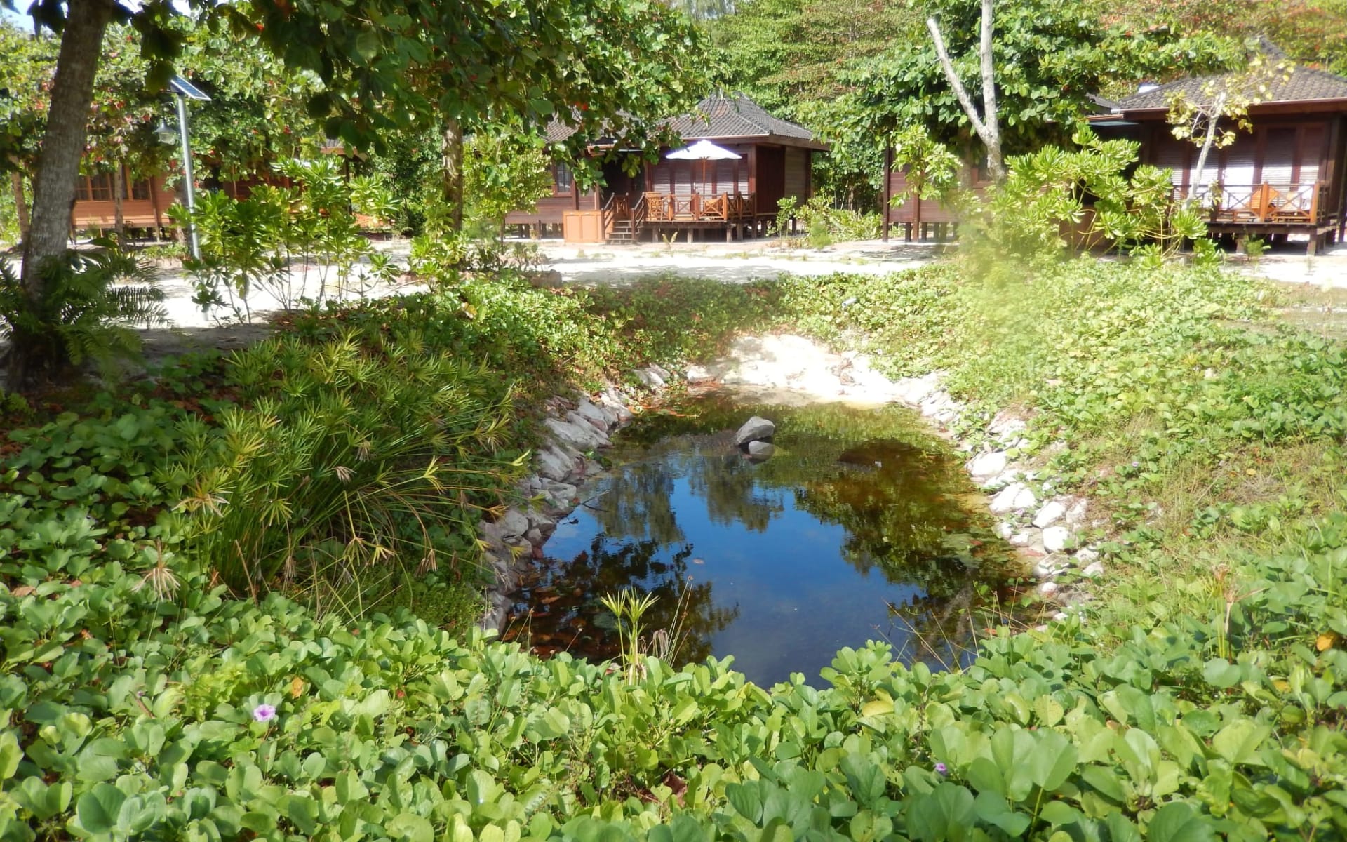 Heliconia Grove in Praslin: 