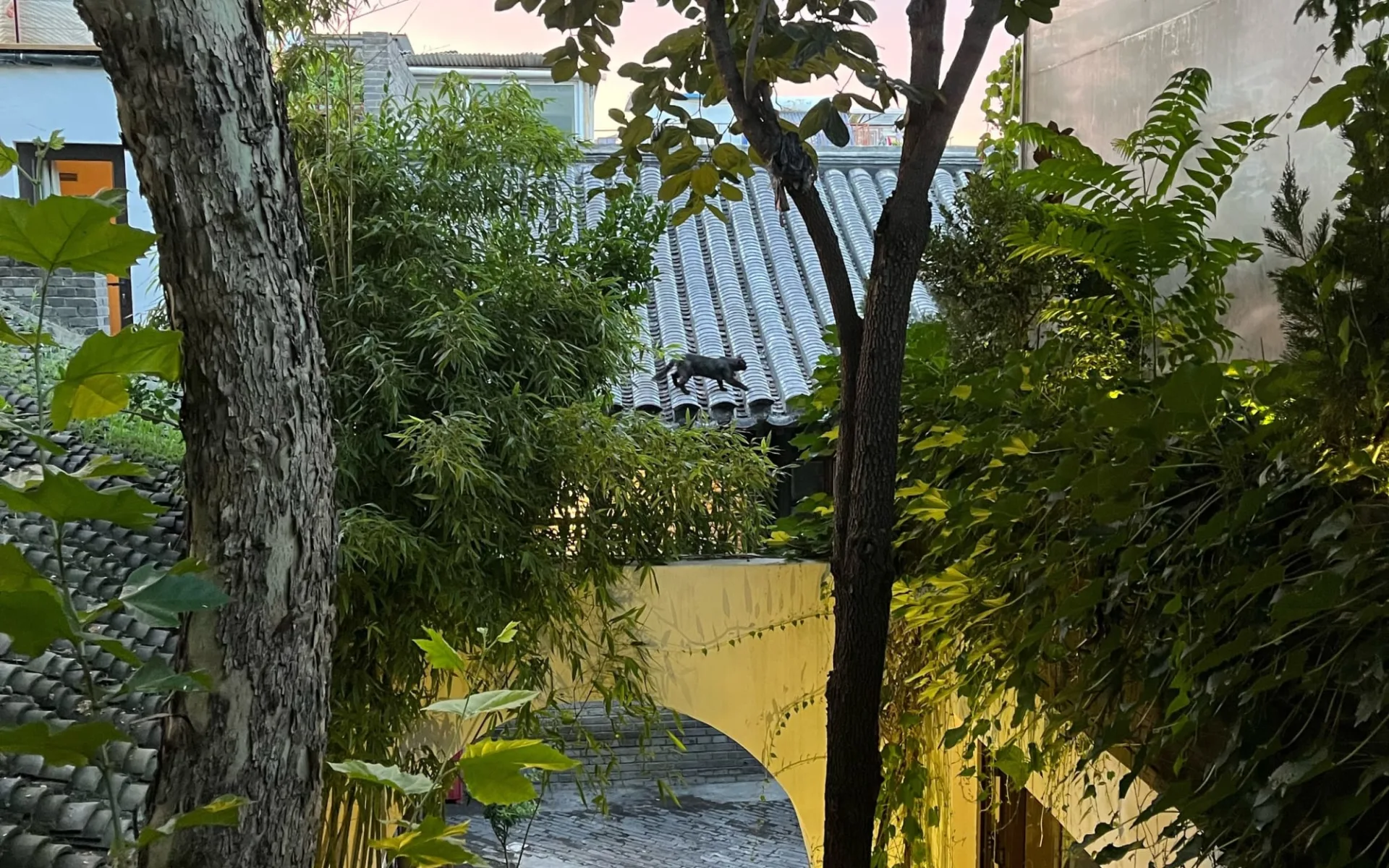 The Orchid in Peking:  Garden