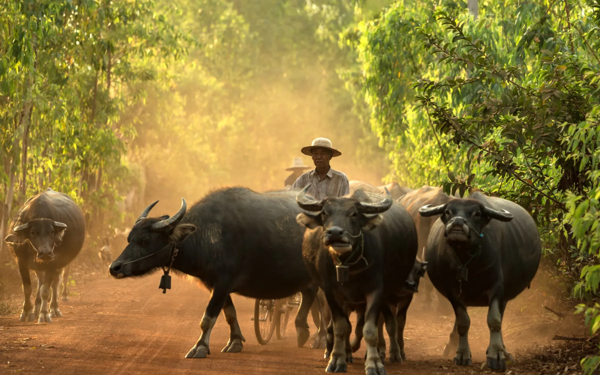 Erlebnis Südthailand ab Bangkok: Farmer with Buffalos