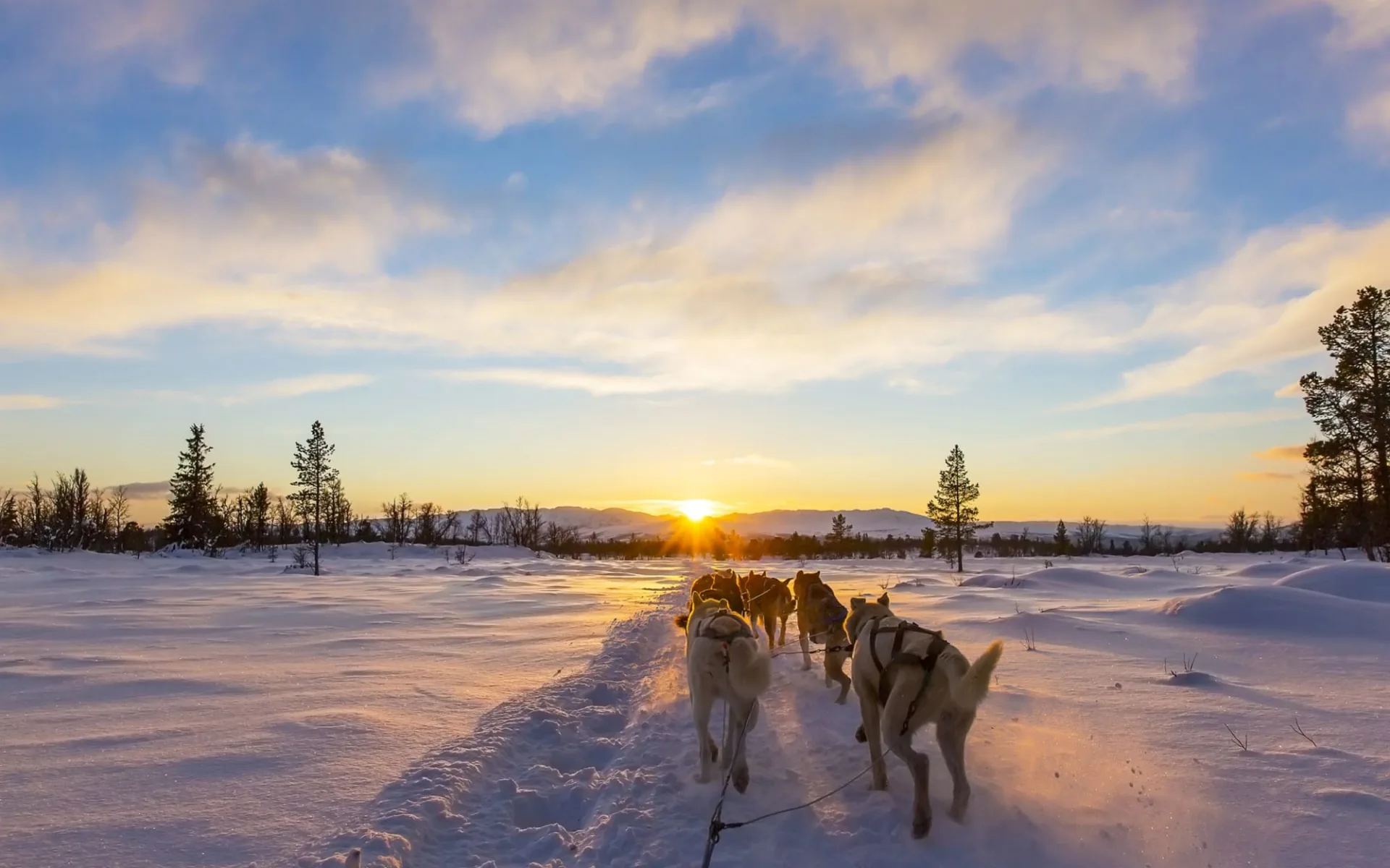 Muonio - Hundeschlittensafari ab Kittilä: Finnland Lappland Hundeschlitten 1