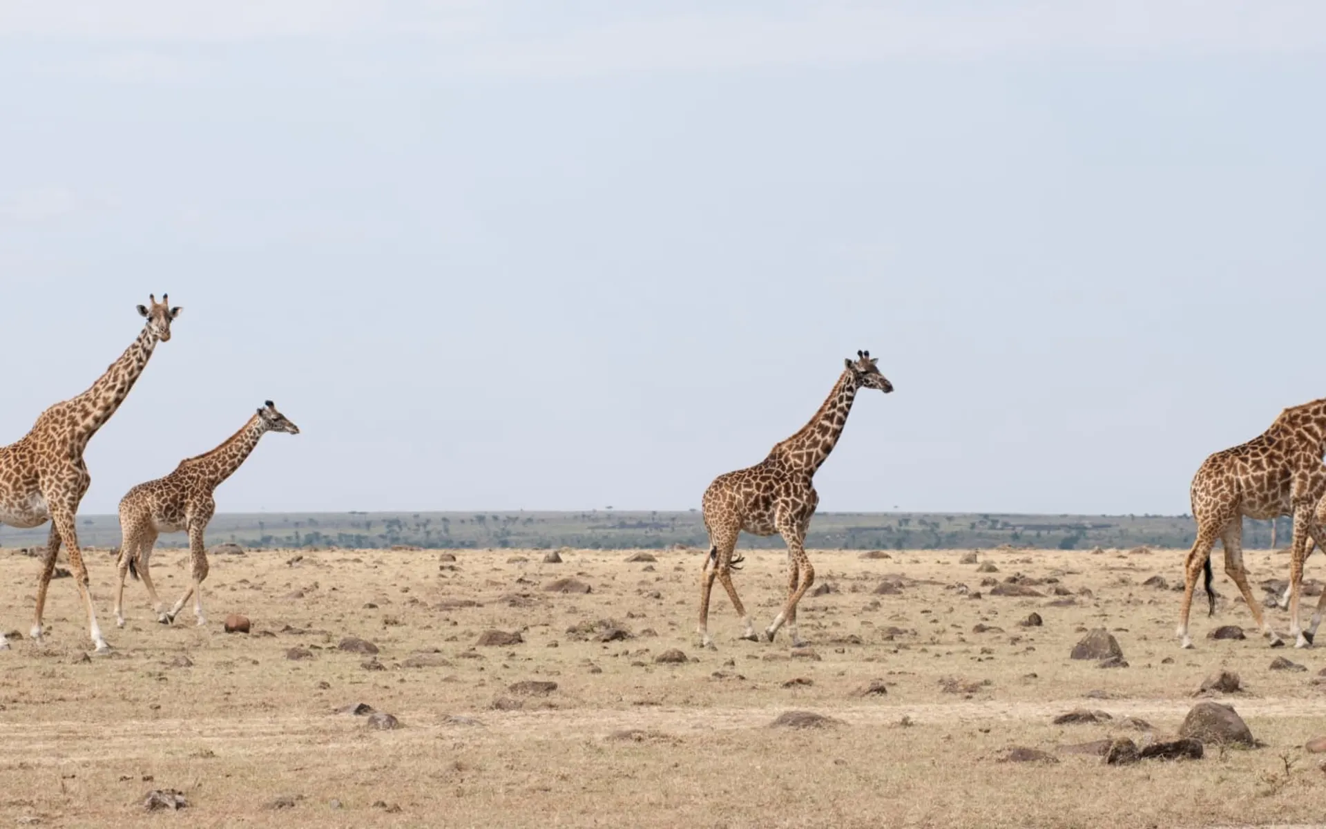 Höhepunkte Tanzania Safari (Flugvariante) ab Arusha: Giraffe Kenya