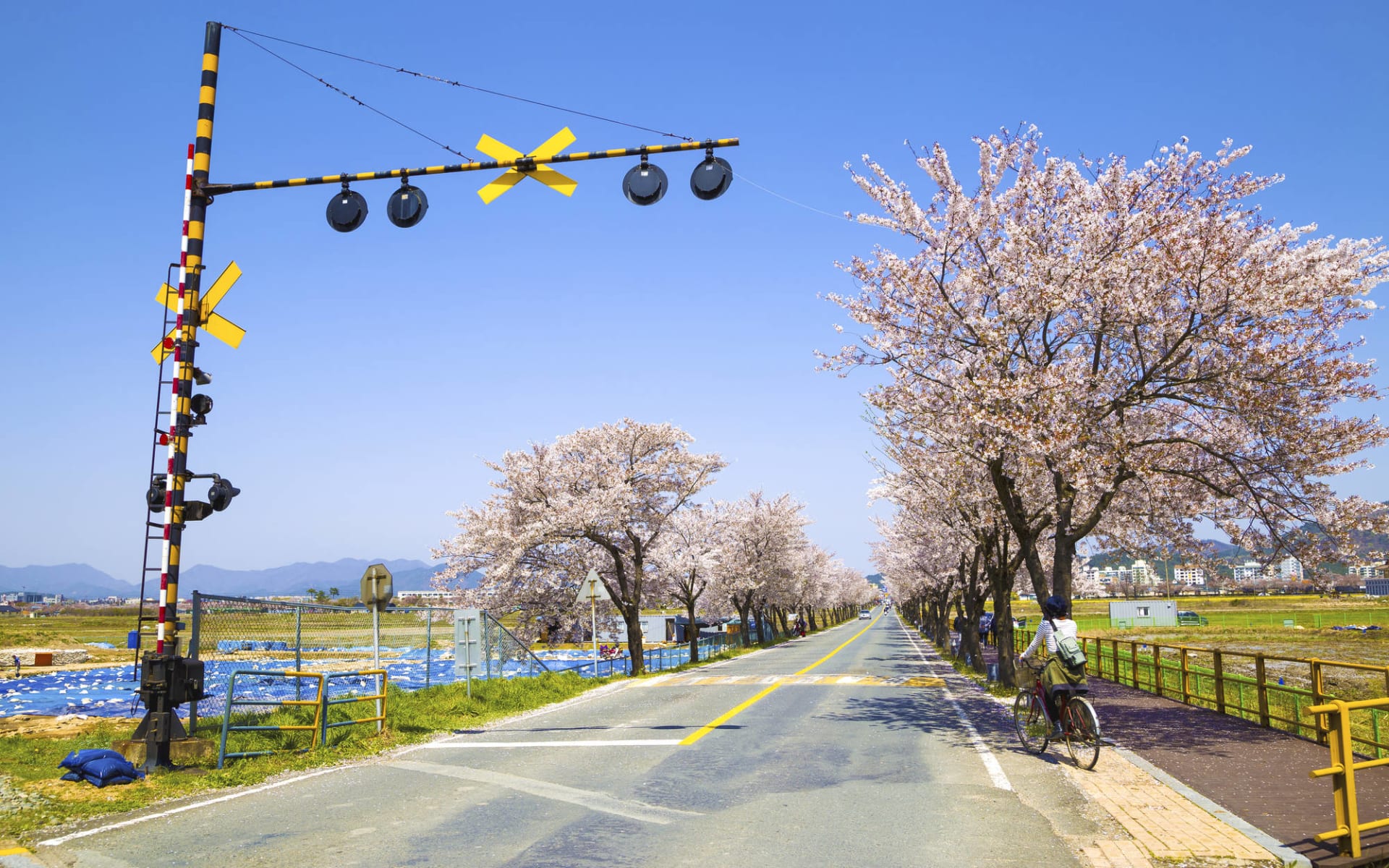 Mietwagen-Rundreise «Glanzlichter Südkoreas» ab Seoul: Gyeongju road with cherry blossoms