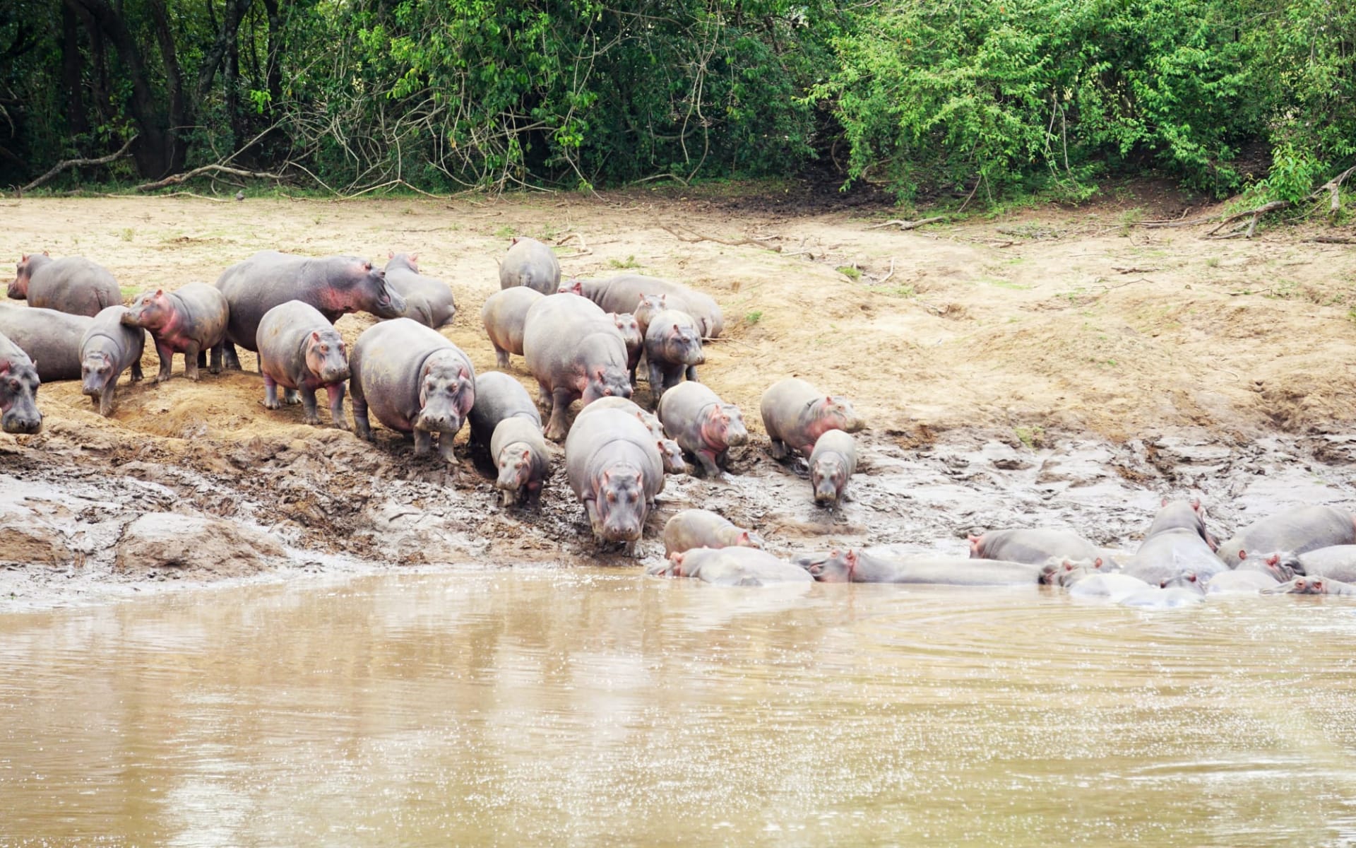 Best of Kenya Safari ab Nairobi: Hippo