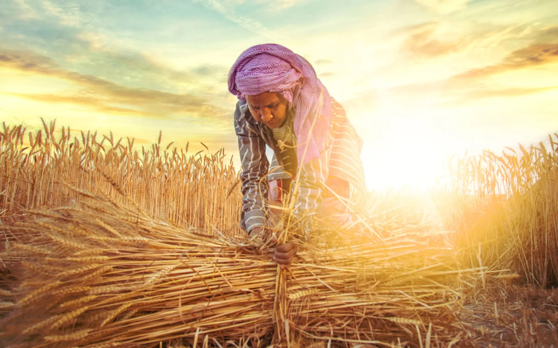 Maha Kumbh Mela - Eine spirituelle Odyssee ab Delhi: India - Woman farmer collecting bundles of wheat stalk