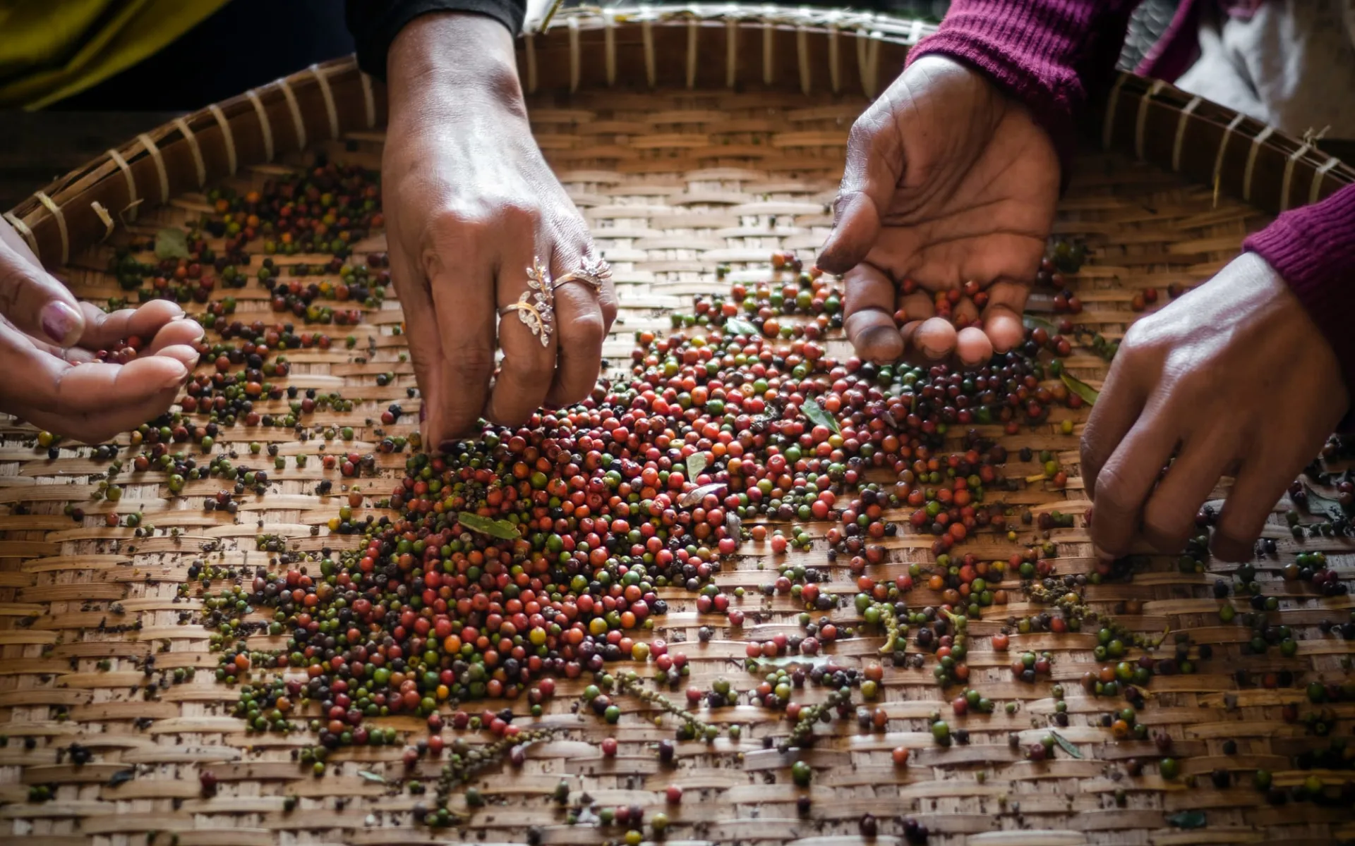 Pfeffriges Kampot ab Phnom Penh: Kampot: Farm workers sorting and selecting fresh pepper peppercorns
