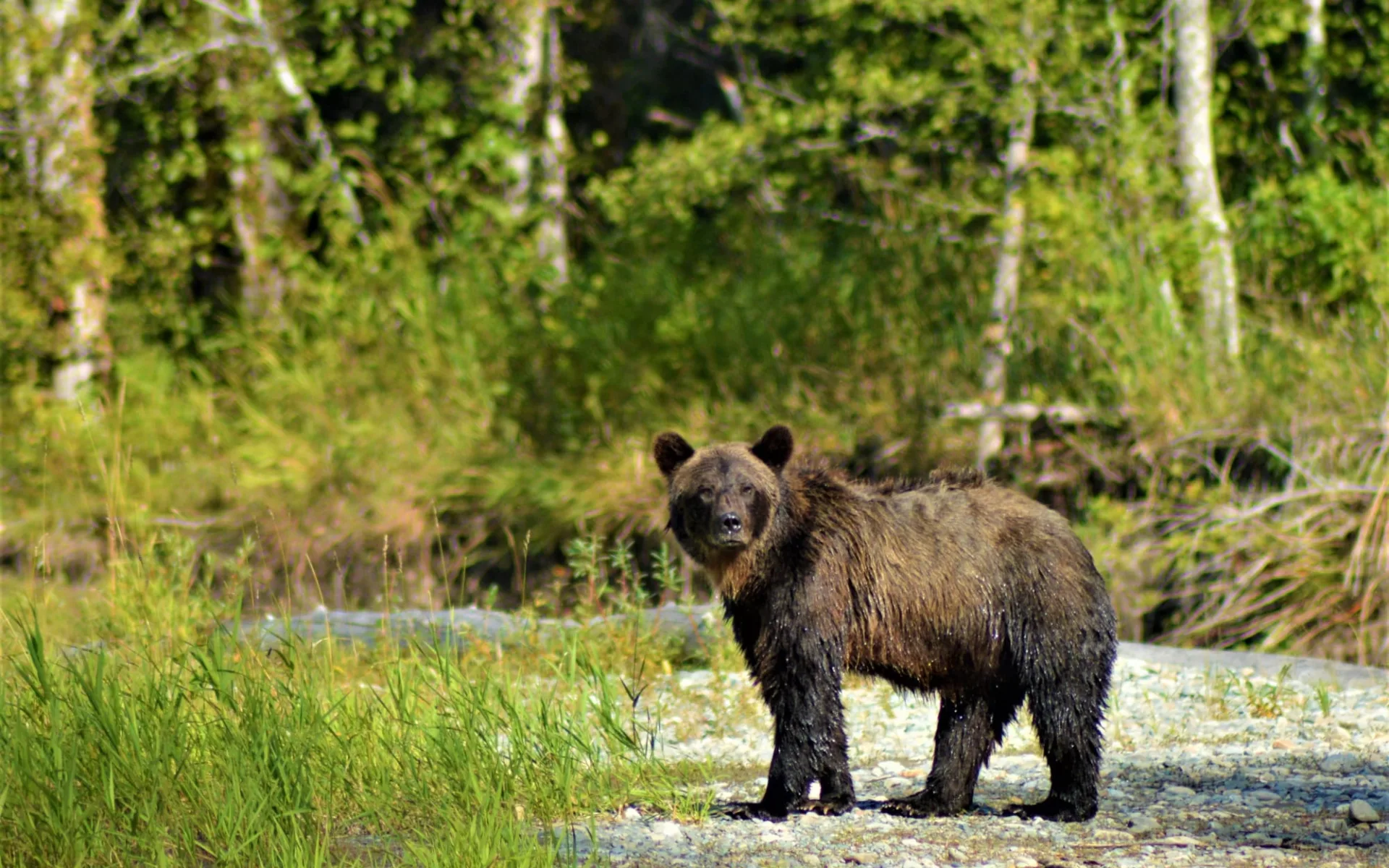 Bella Coola Valley Inn: kanada_grizzly_bear_coola_river