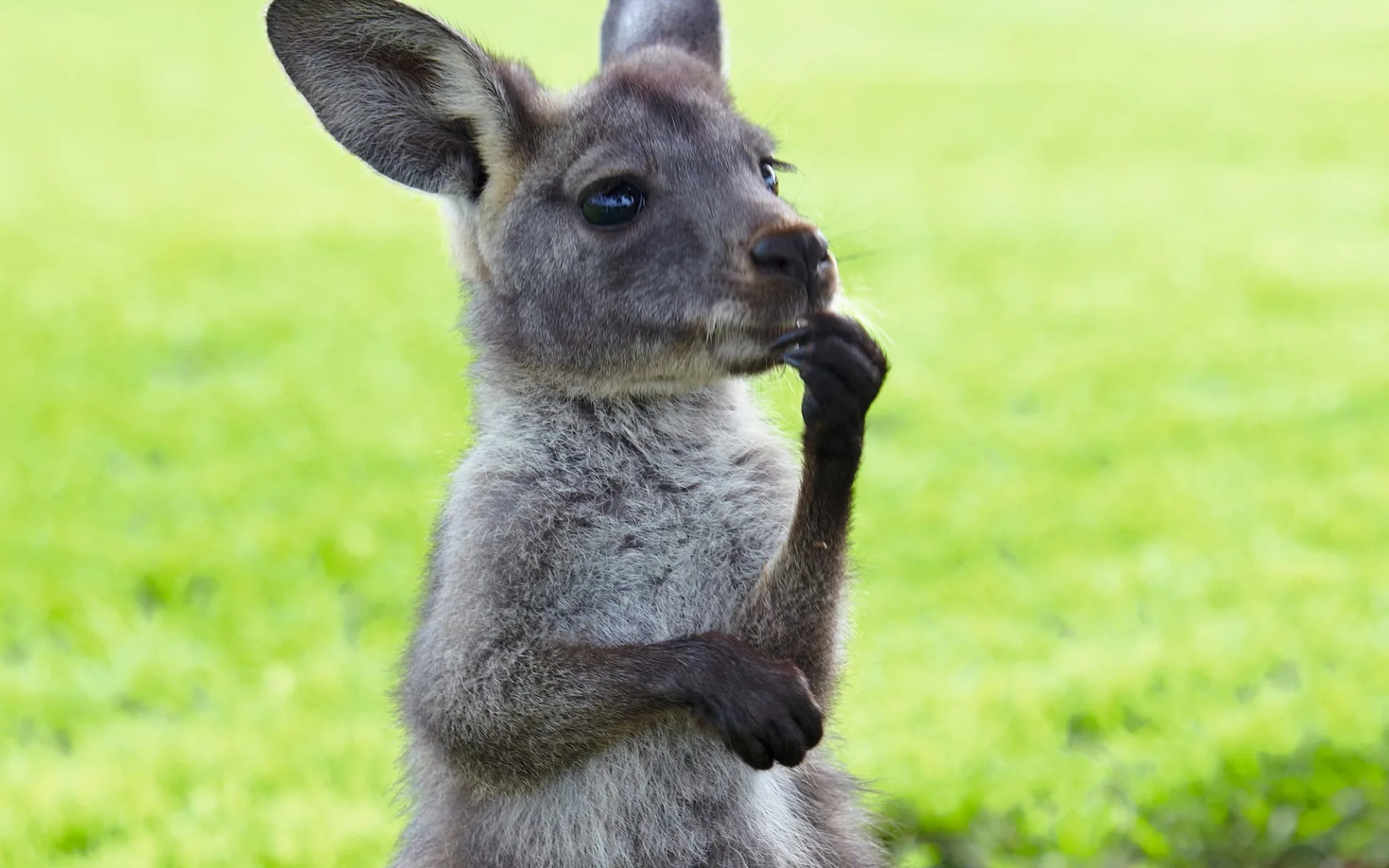 Ultimate Kangaroo Island - by Car ab Kangaroo I.- Kingscote: Junges Känguruh