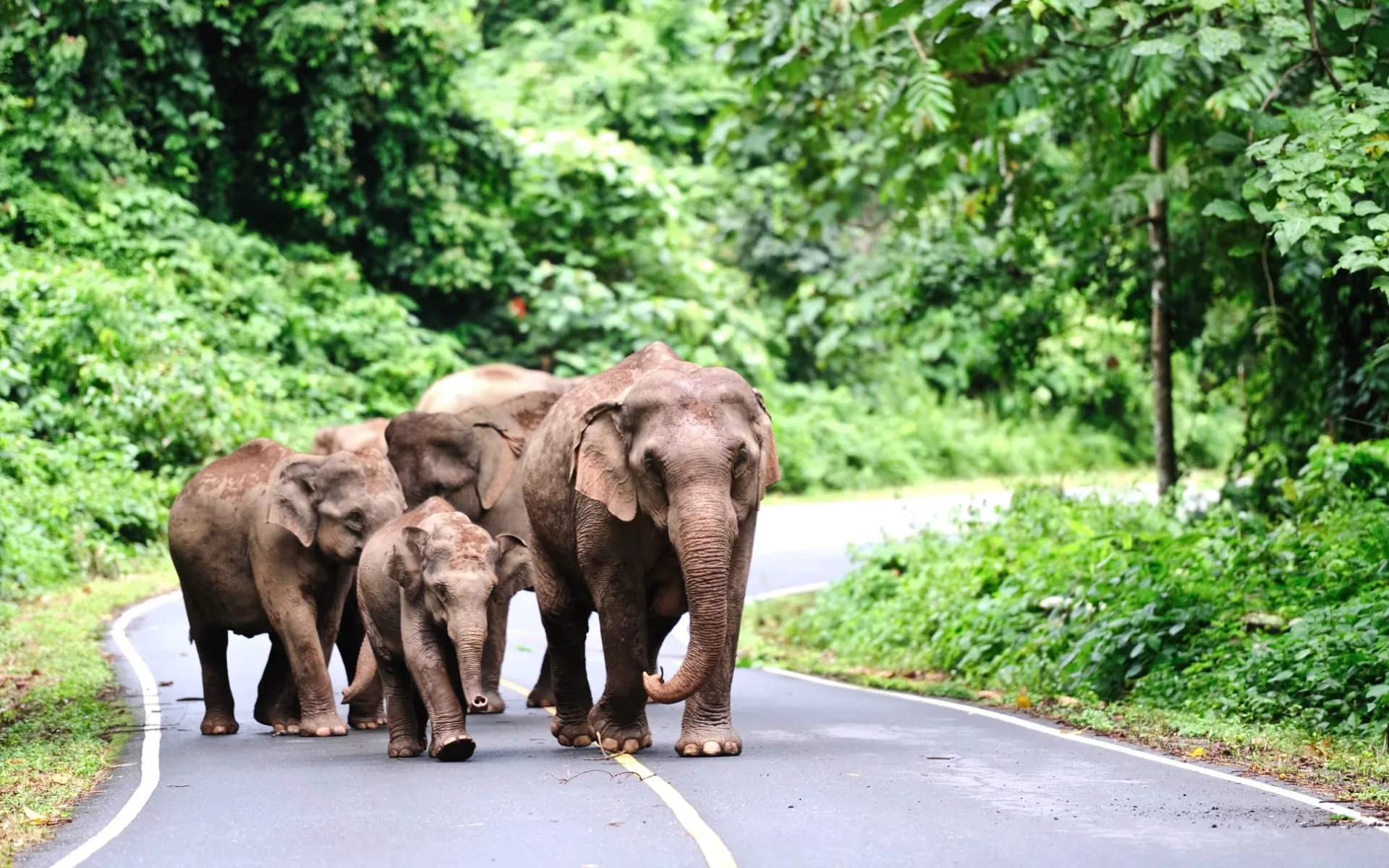 Natur & Kultur rund um Bangkok: Khao Yai National Park: wild elephants