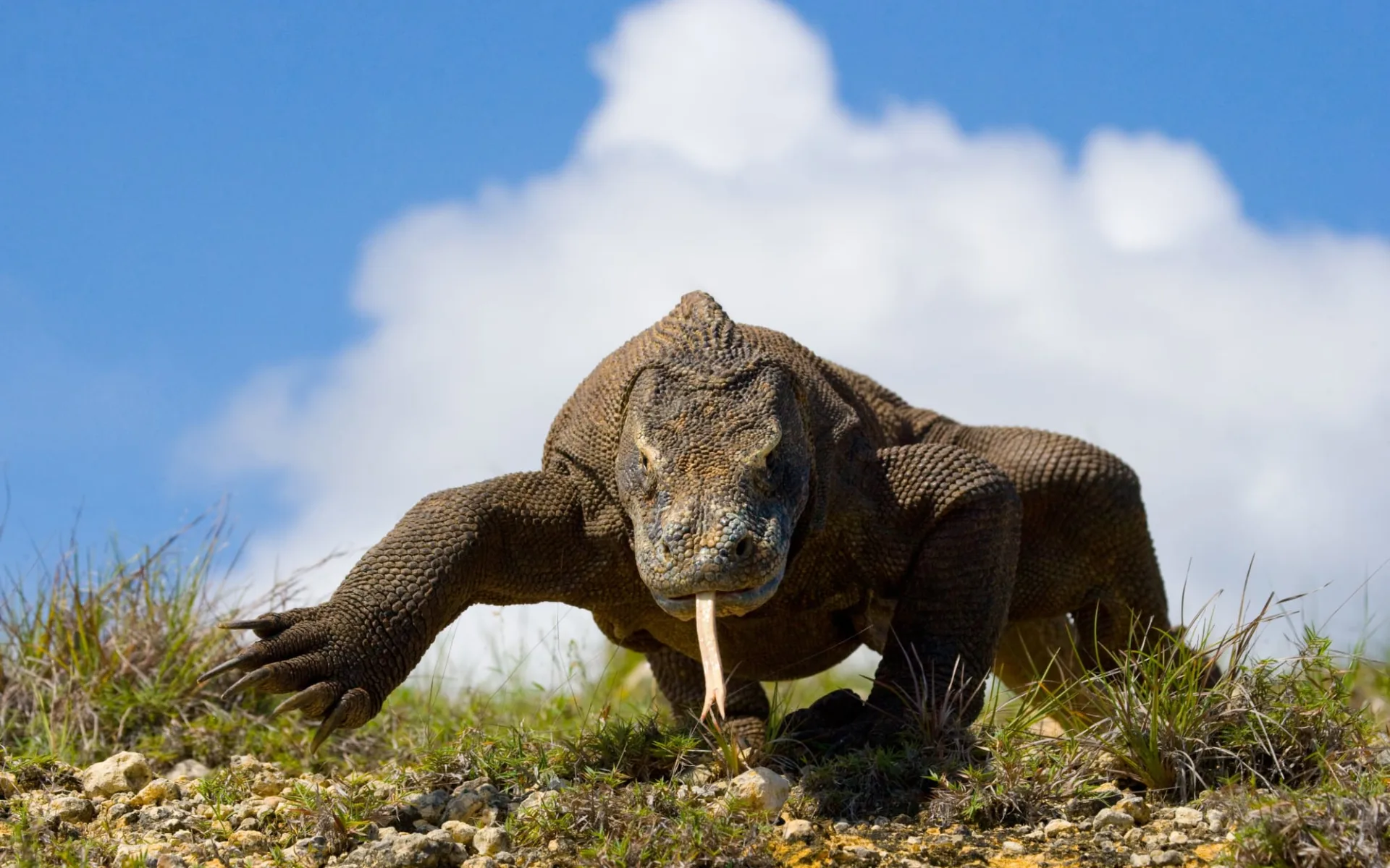 Komodo - Inseln der Warane ab Labuan Bajo: Komodo dragon
