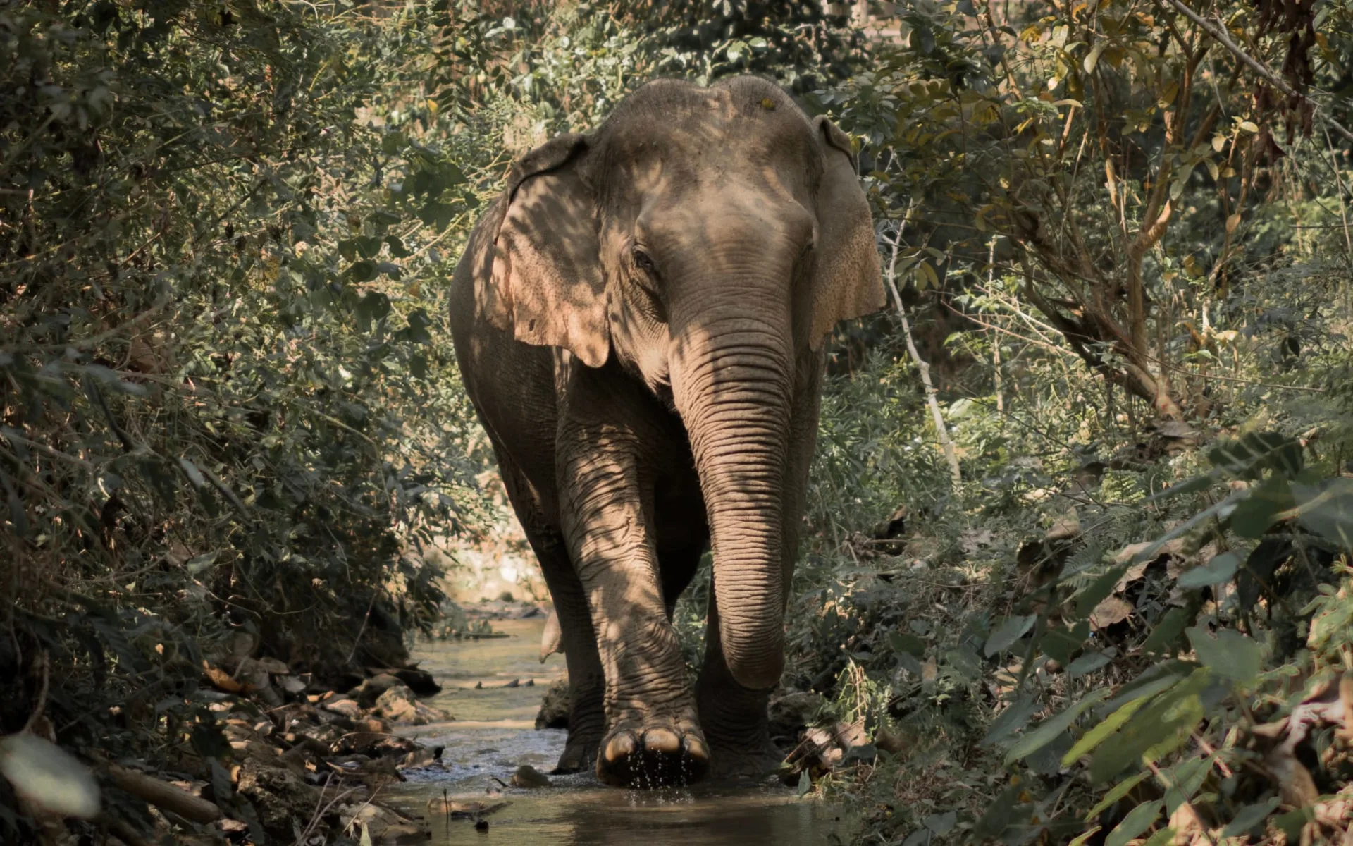 Luang Prabang aktiv erleben: Luang Prabang: beautiful and happy elephants at the Mandalao Sanctuary