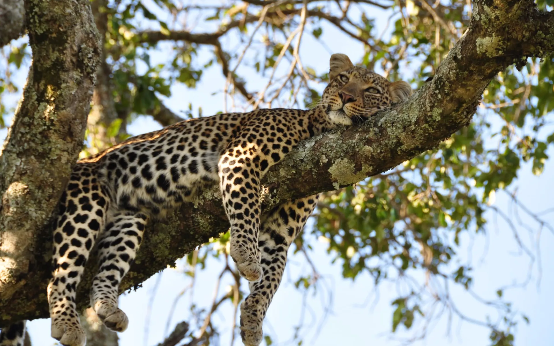 Kids & Cats Safari ab Arusha: Leopard