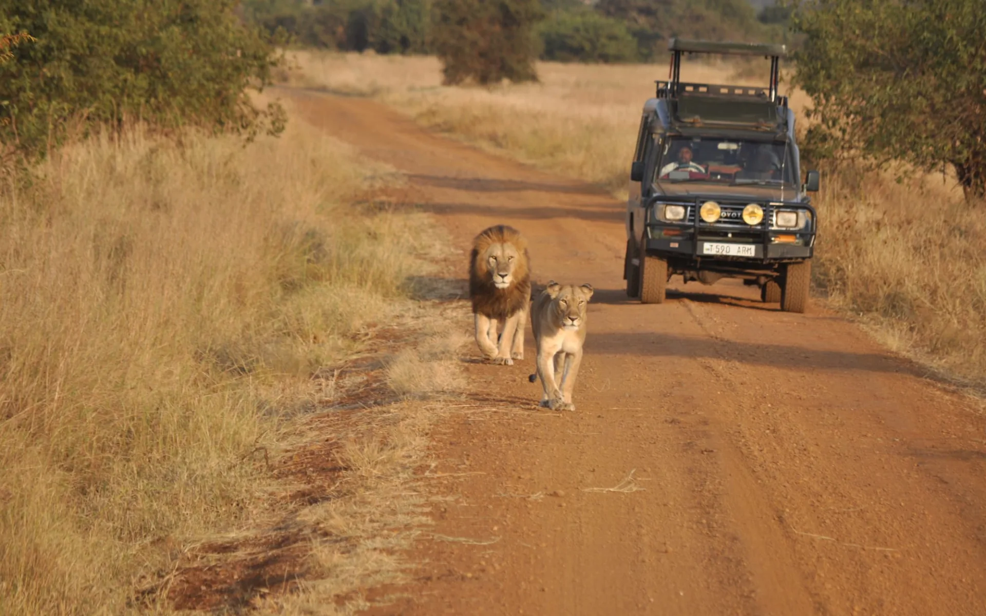 Tanzania zum Kennenlernen ab Arusha: Lion Tanzania