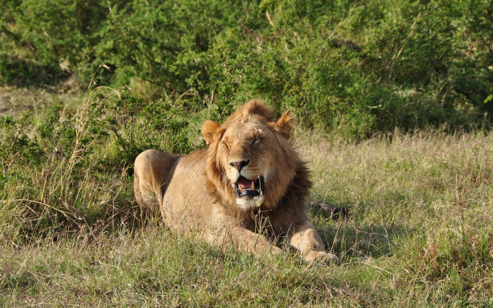 Kenya Sky Safari ab Nairobi: Masai Mara