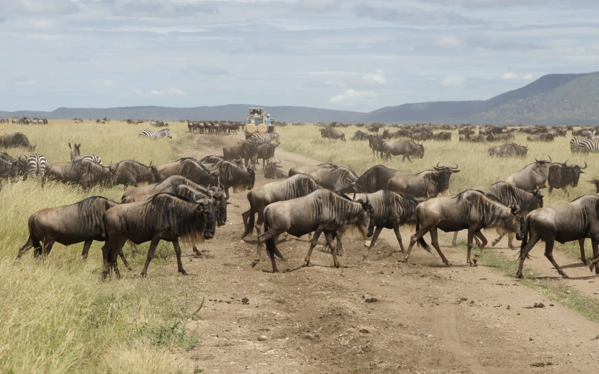 Tanzania Gruppensafari ab Arusha: Migration - Serengeti