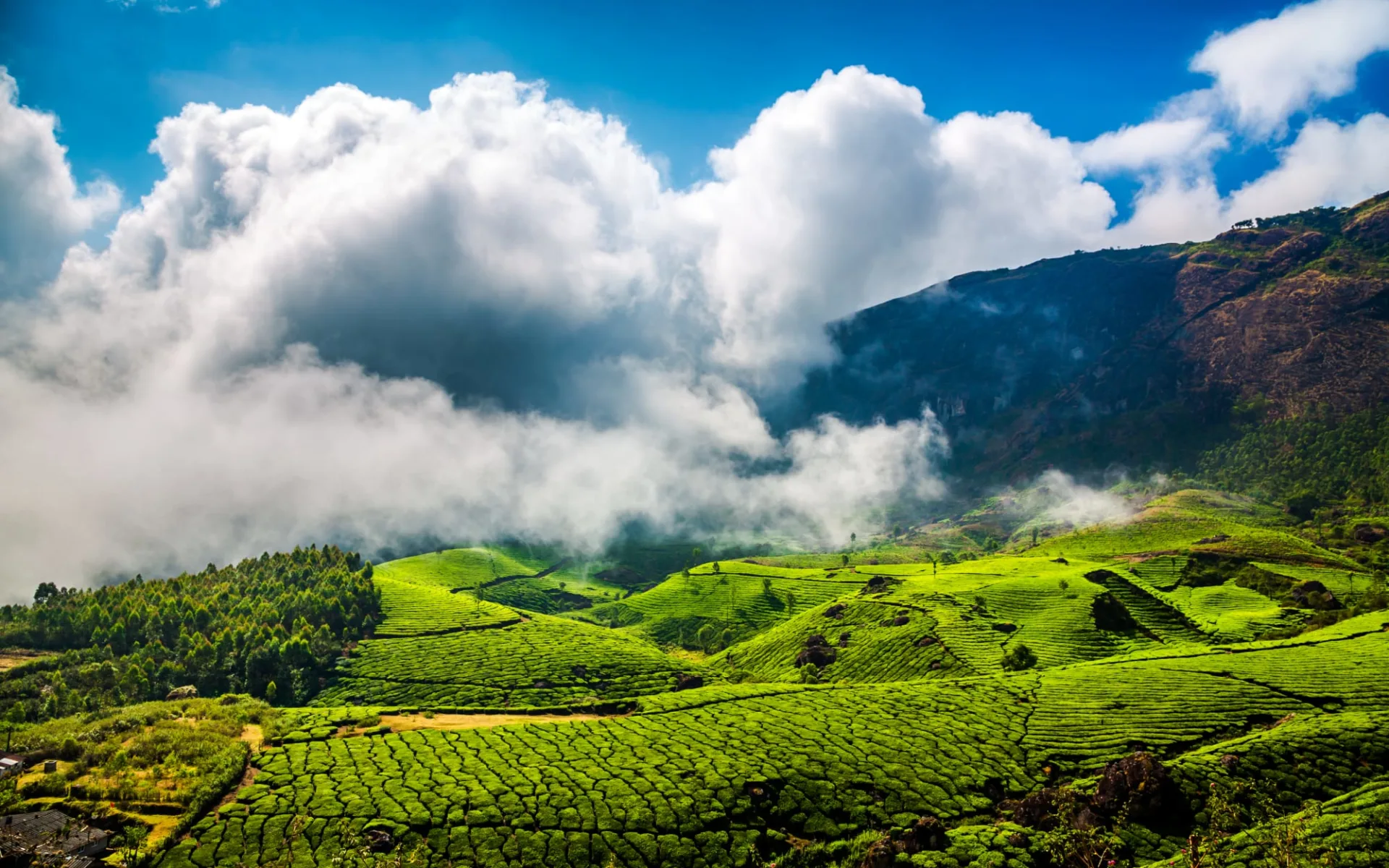 Naturschönheiten Keralas ab Kochi: Munnar Tea Plantation