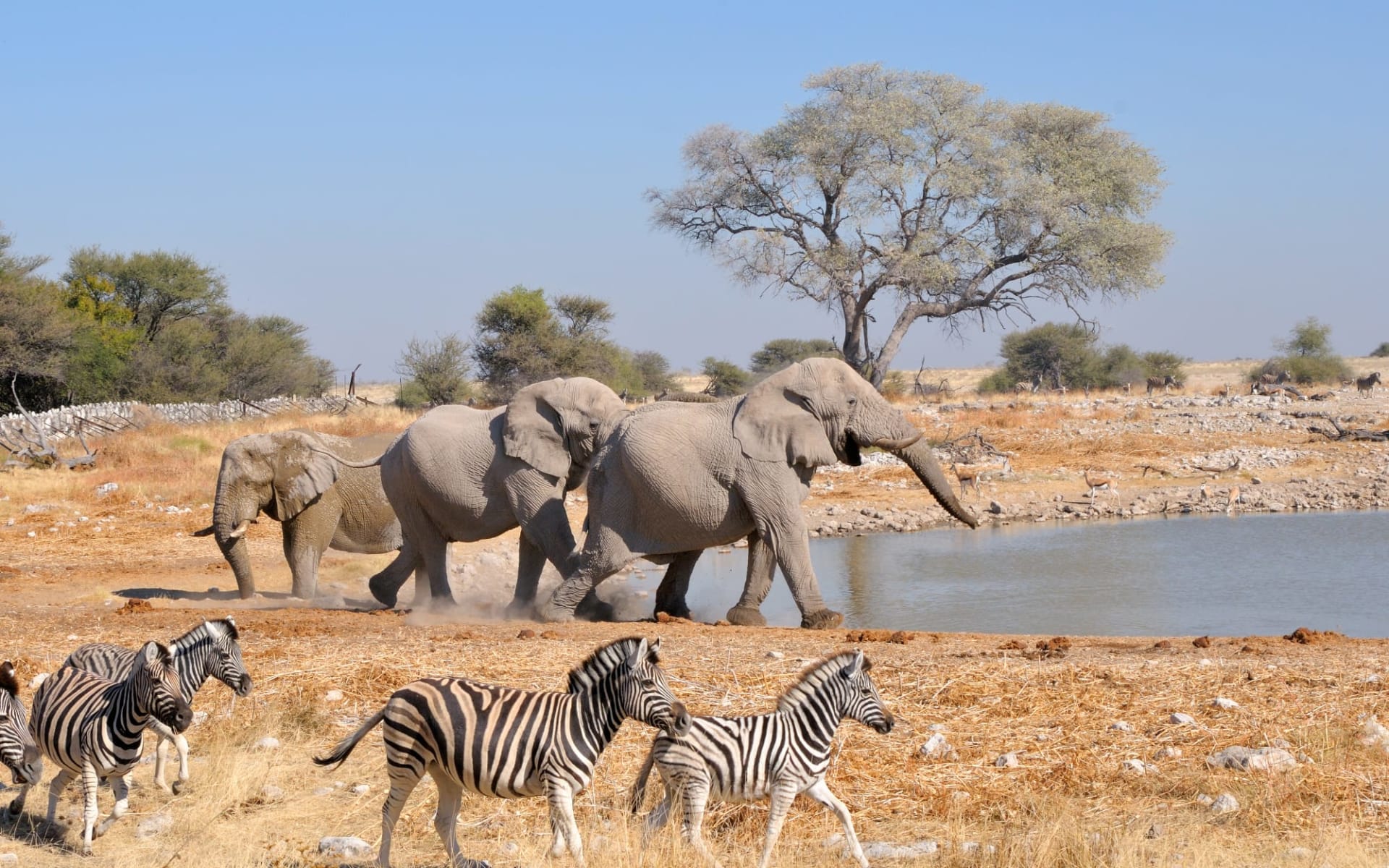 Schweizer Familie Leserreise Namibia – Weite Wüsten, wilde Tiere ab Windhoek Stadt: Etosha Nationalpark