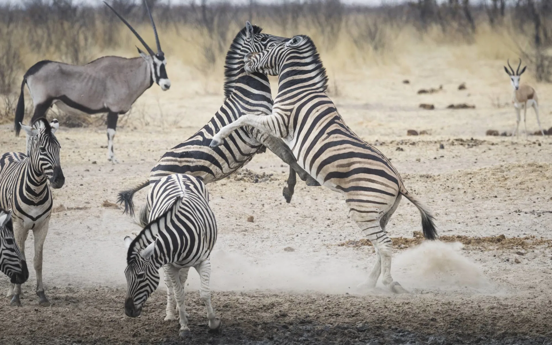 Namibias unendliche Weiten und die Viktoriafälle ab Windhoek Stadt: Namibia - Etosha Nationalpark - Zebras