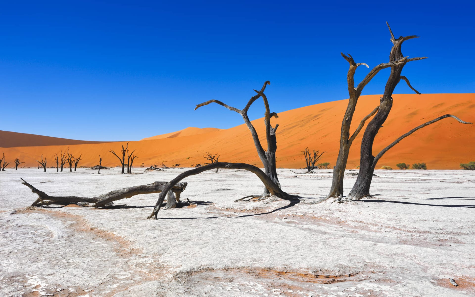 Schweizer Familie Leserreise Namibia – Weite Wüsten, wilde Tiere ab Windhoek Stadt: Dead Vlei