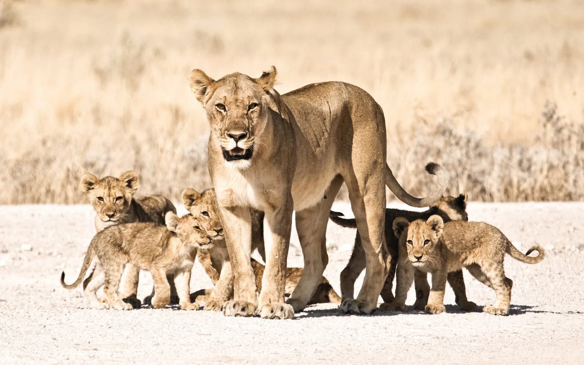 Südafrika Abenteuer ab Kapstadt: Namibia - Tier - Löwenfamilie