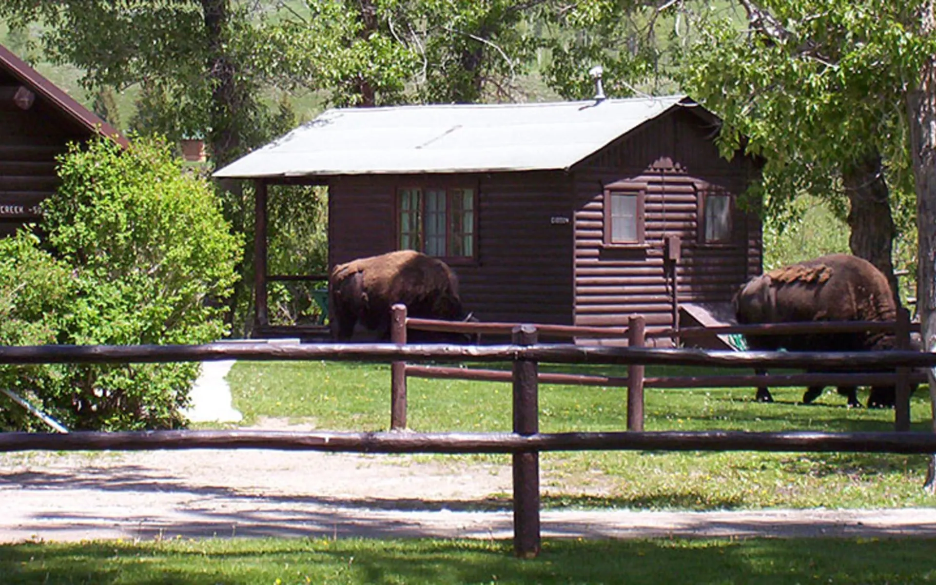 Parade Rest Guest Ranch in West Yellowstone: Parade Guest Ranch - Buffalos