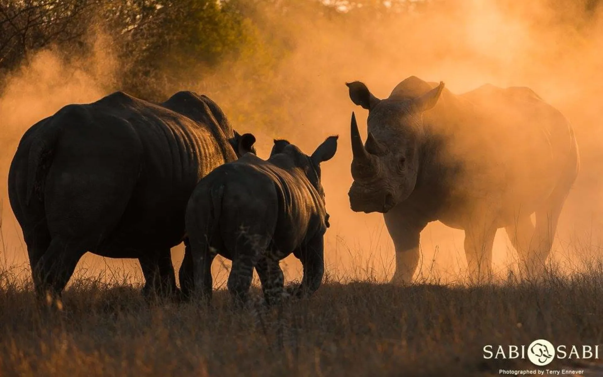 Sabi Sabi Selati Camp in Sabi Sands: Rhinoceros