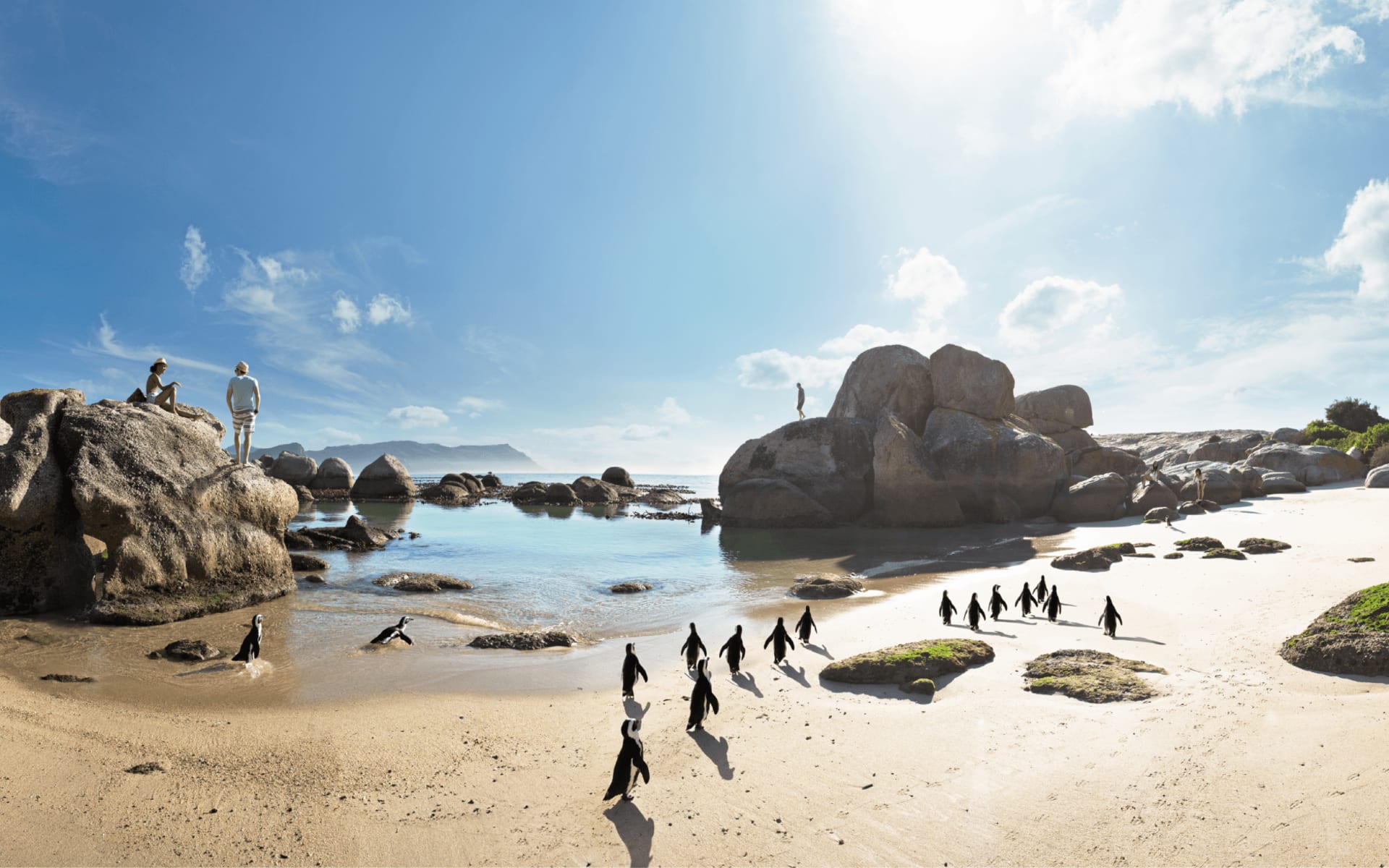 Aktivreise Südafrika ab Kapstadt: SAT_Küstensafari_Pinguine_Boulders_Beach