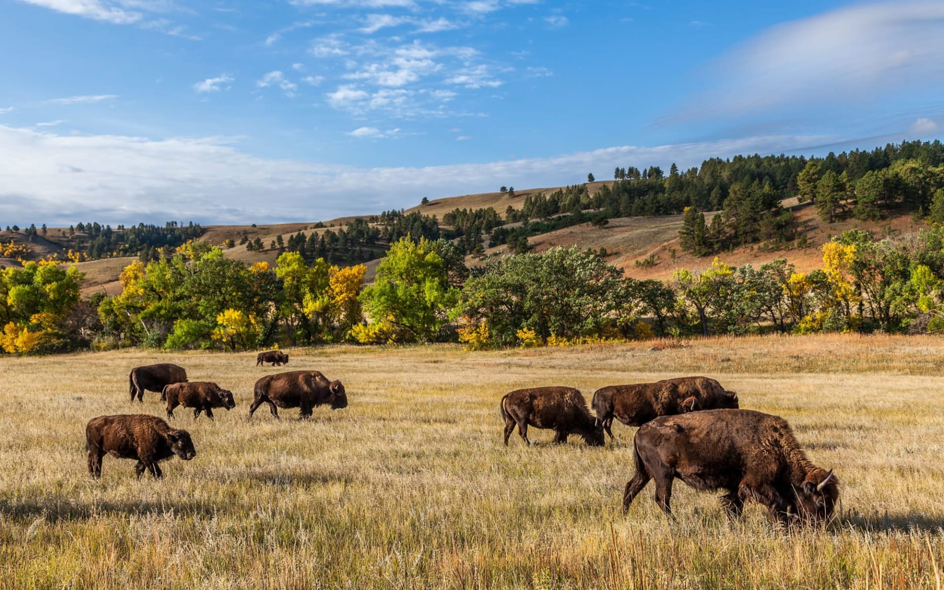 Alex Johnson Hotel in Rapid City: shutterstock_184283129_rapid