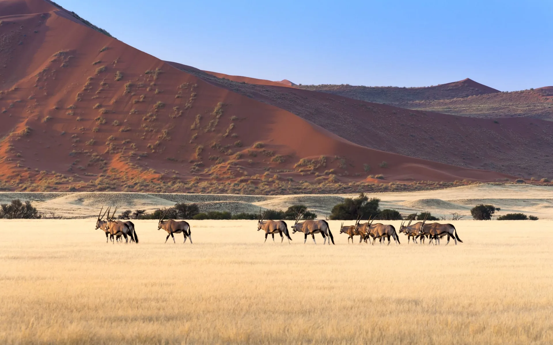 Von Windhoek nach Kapstadt ab Windhoek Stadt: Spiessbockherde_Sossusvlei_Namibia