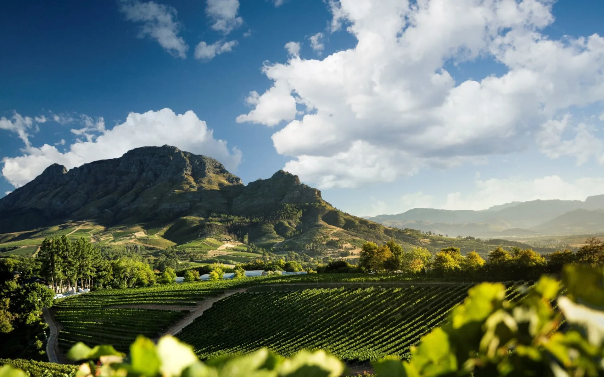 Kulinarische Entdeckungsreise ab Kapstadt: Stellenbosch_Winelands_Südafrika