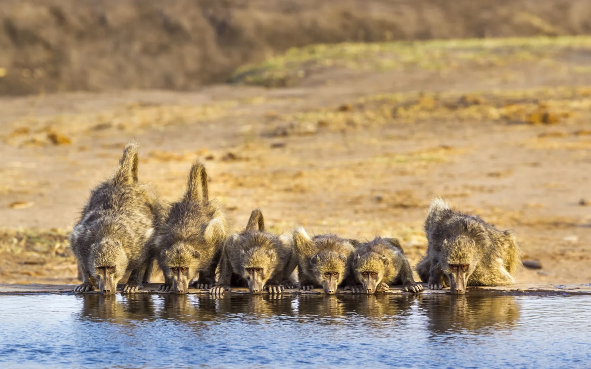 Abenteuer Safari ab Johannesburg: Krüger Nationalpark