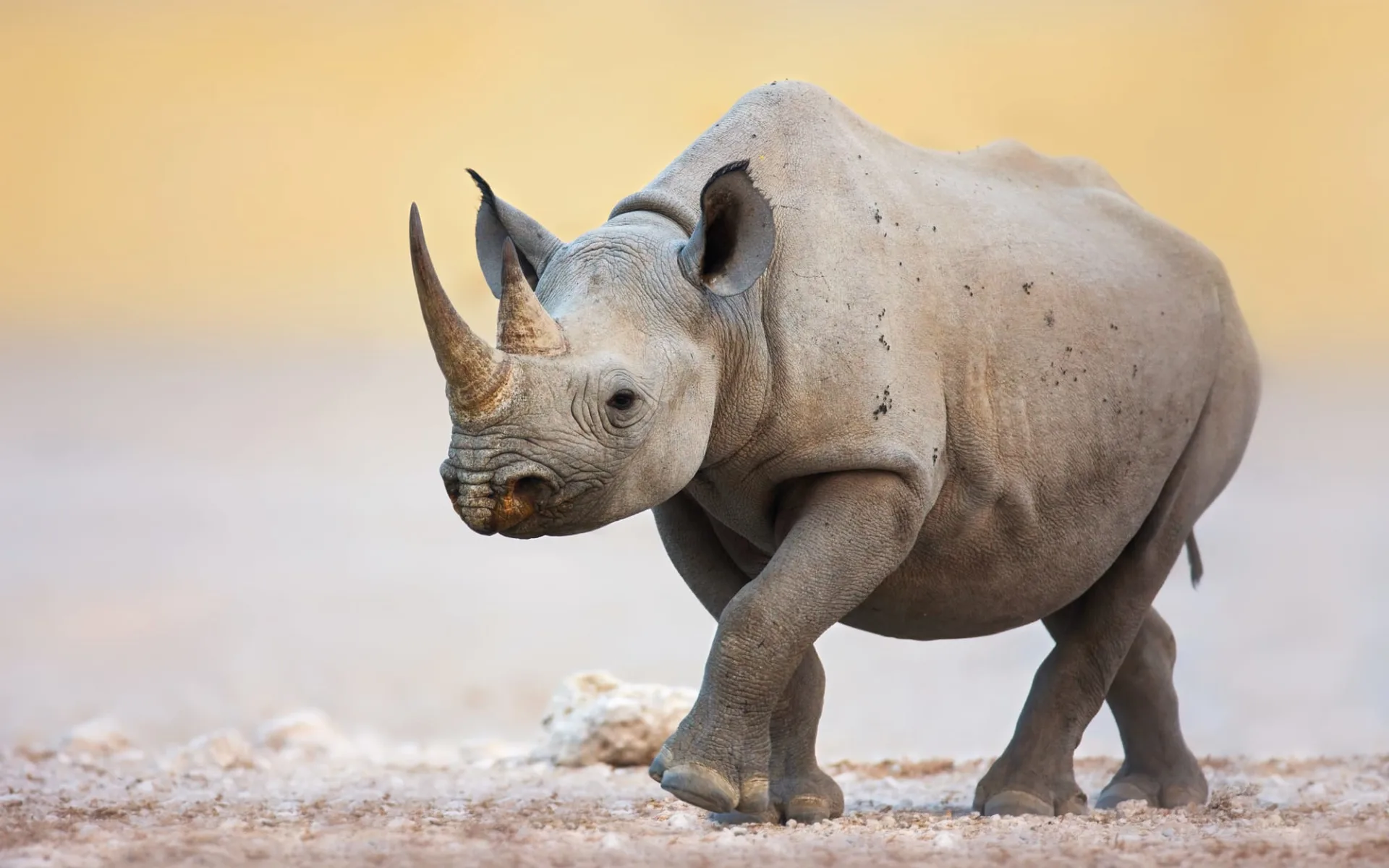 abo+ Leserreise Wein & Safari ab Kapstadt: Südafrika - Rhino