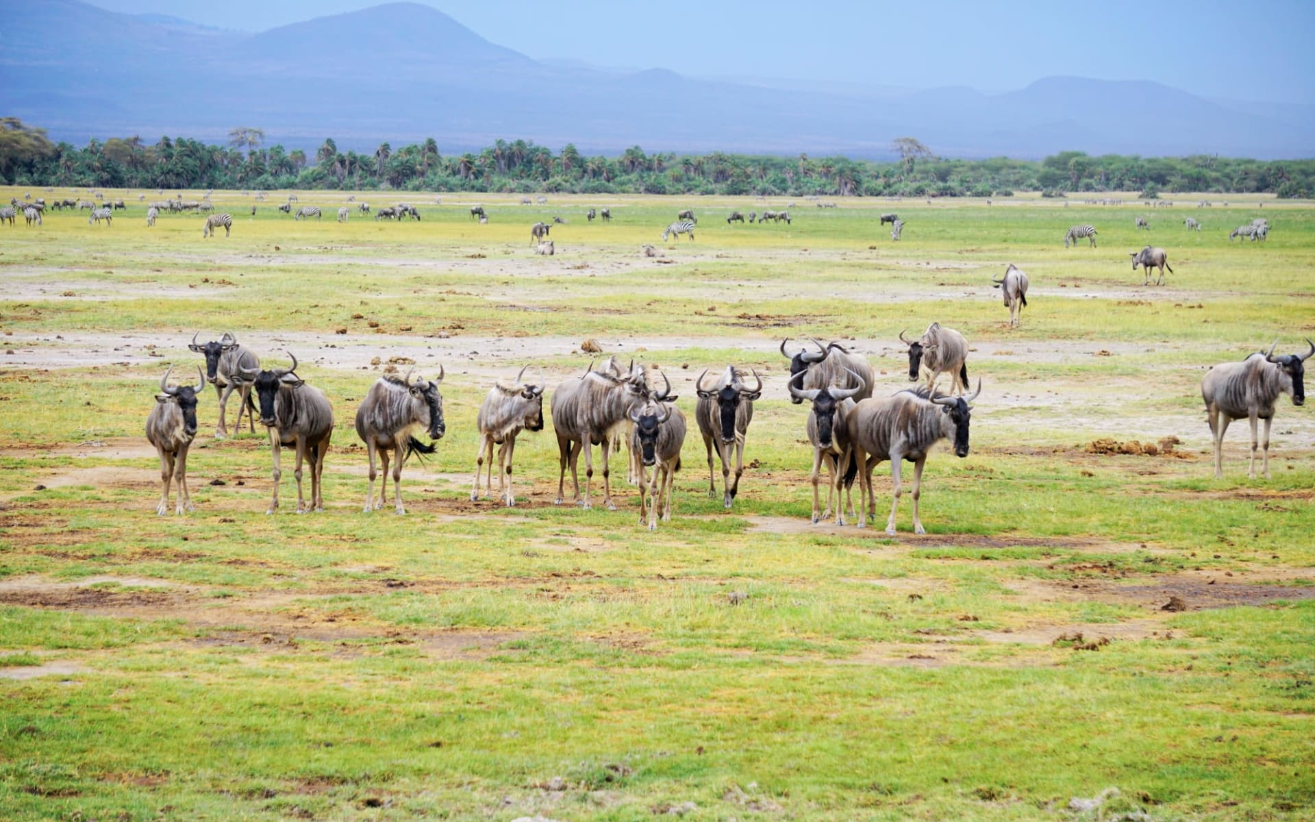 Tanzania Camping Adventure ab Arusha: Wildebeest