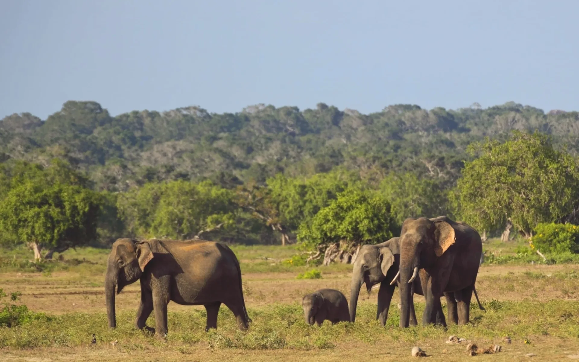 Yala Nationalpark Safari - Chena Huts - 3 Tage ab Colombo: Yala National Park: Elephants