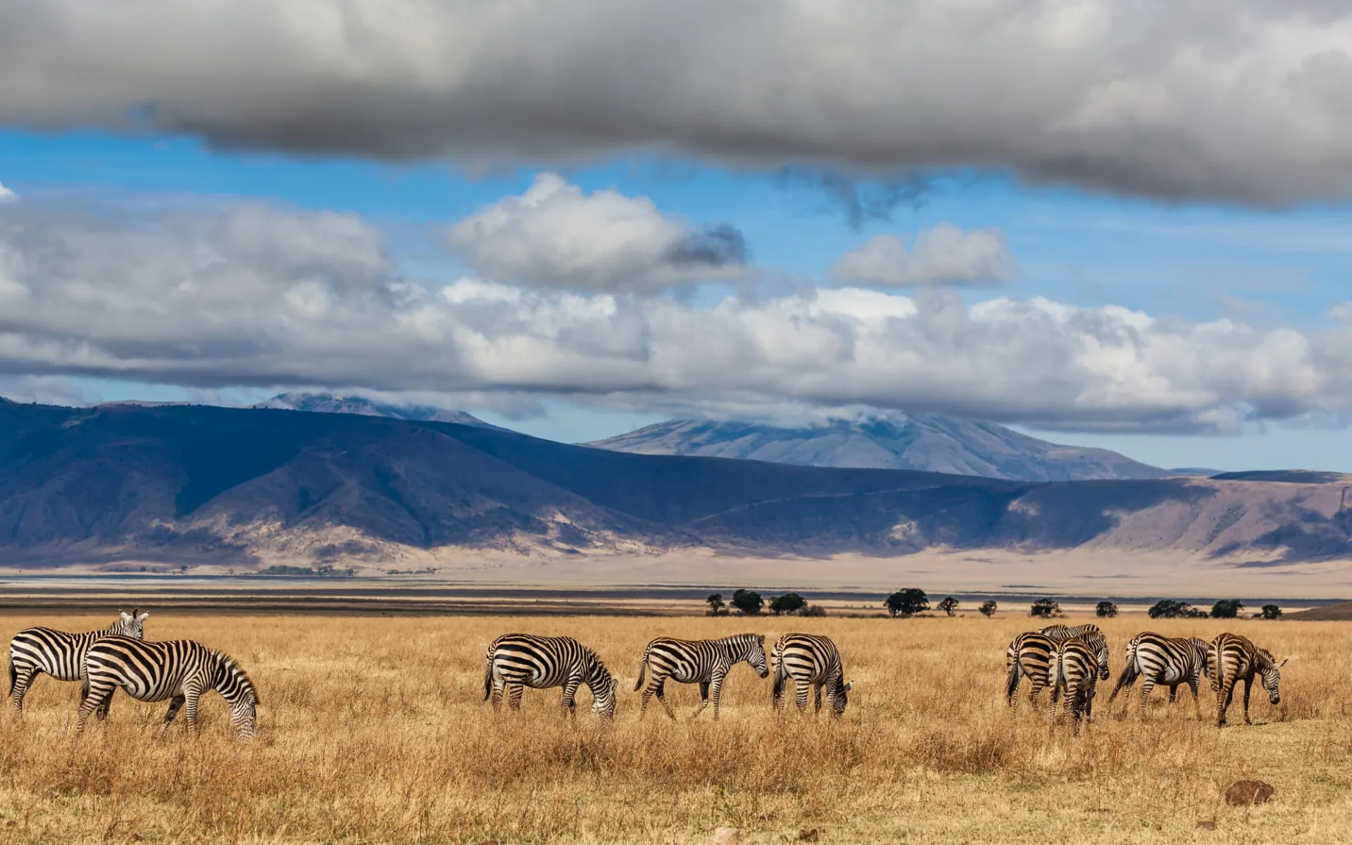 Ngorongoro Hochland Expedition ab Arusha: Zebra