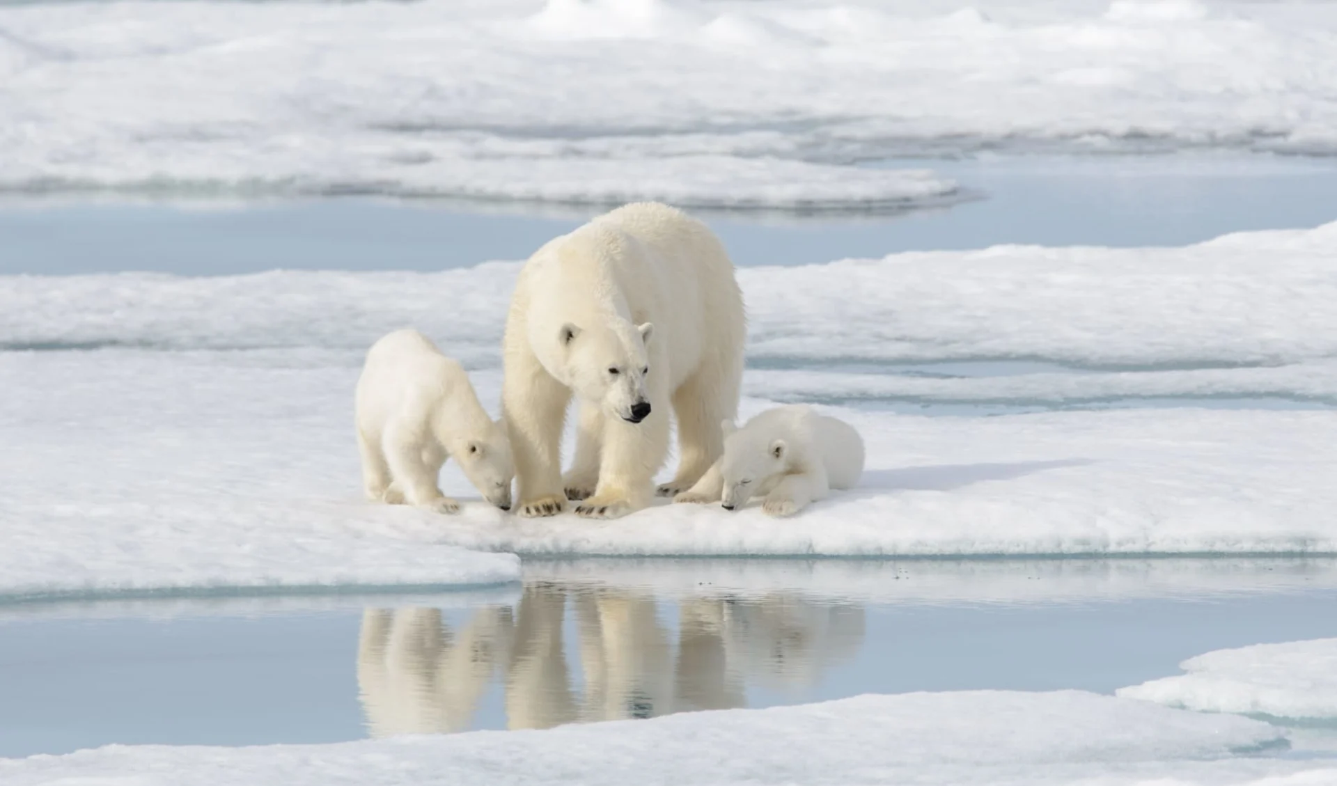 Eisbären-Express Hudson Bay im Winter ab Winnipeg: 