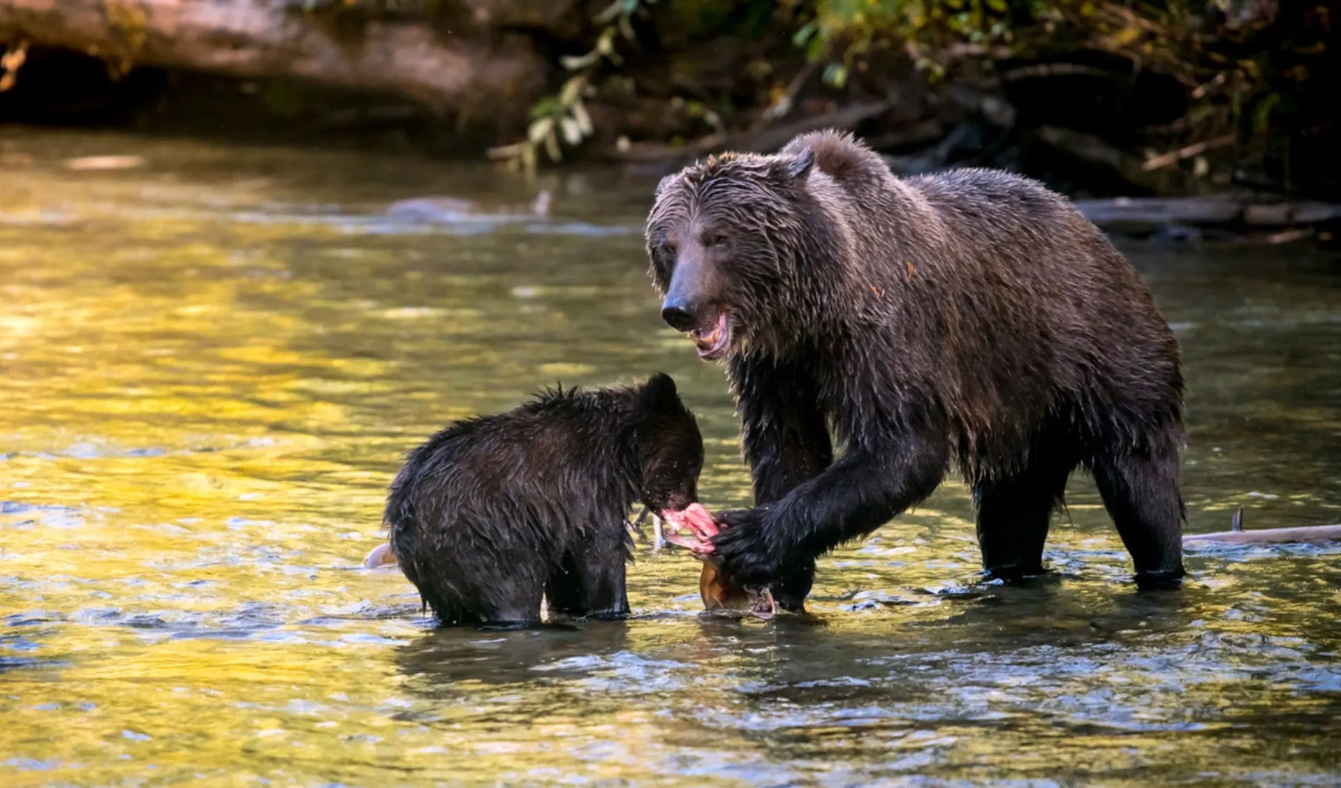 Bärenbeobachtung mit dem Bärenflüsterer ab Quesnel: ©BC Ecotours_Bear Whisperer Likely_Bear 1