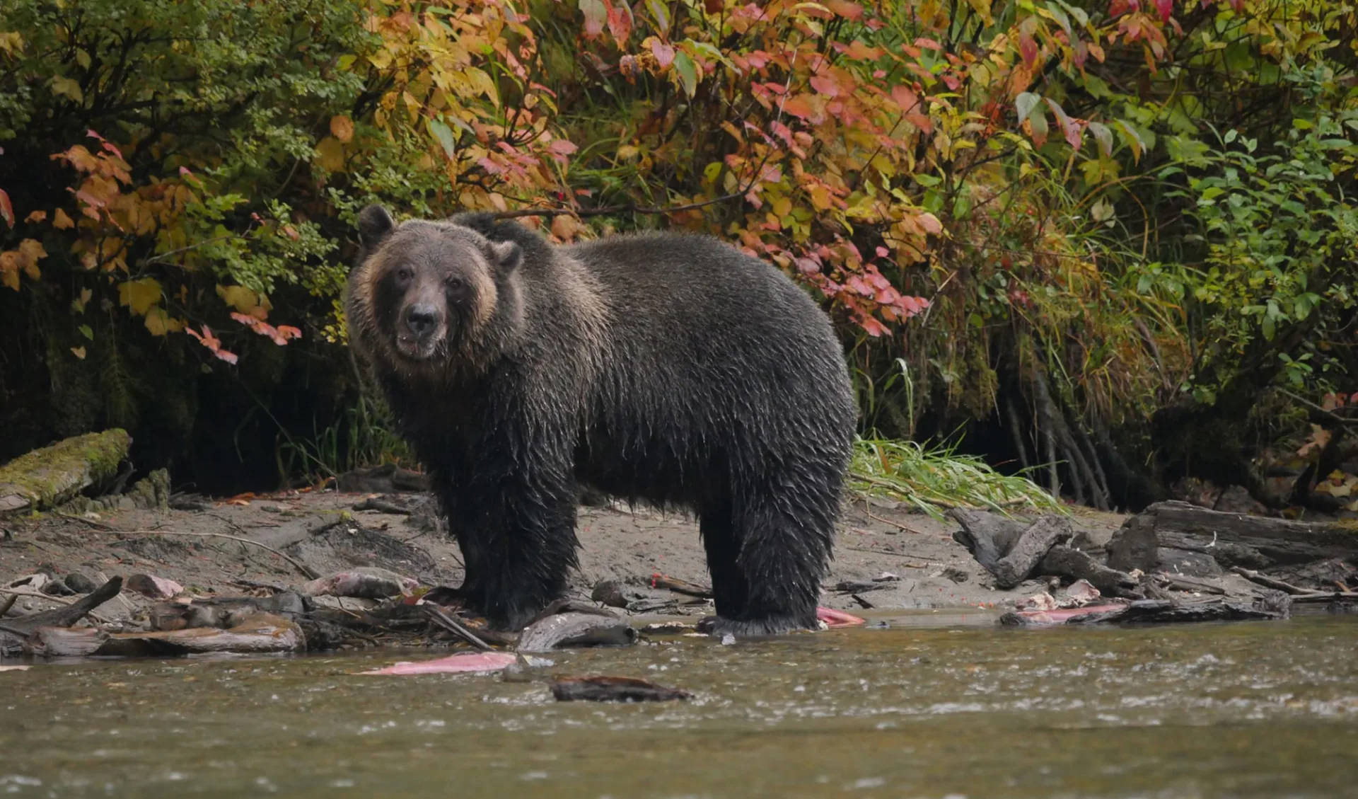 Bärenbeobachtung mit dem Bärenflüsterer ab Quesnel: ©BC Ecotours_Bear Whisperer Likely_Bear 2