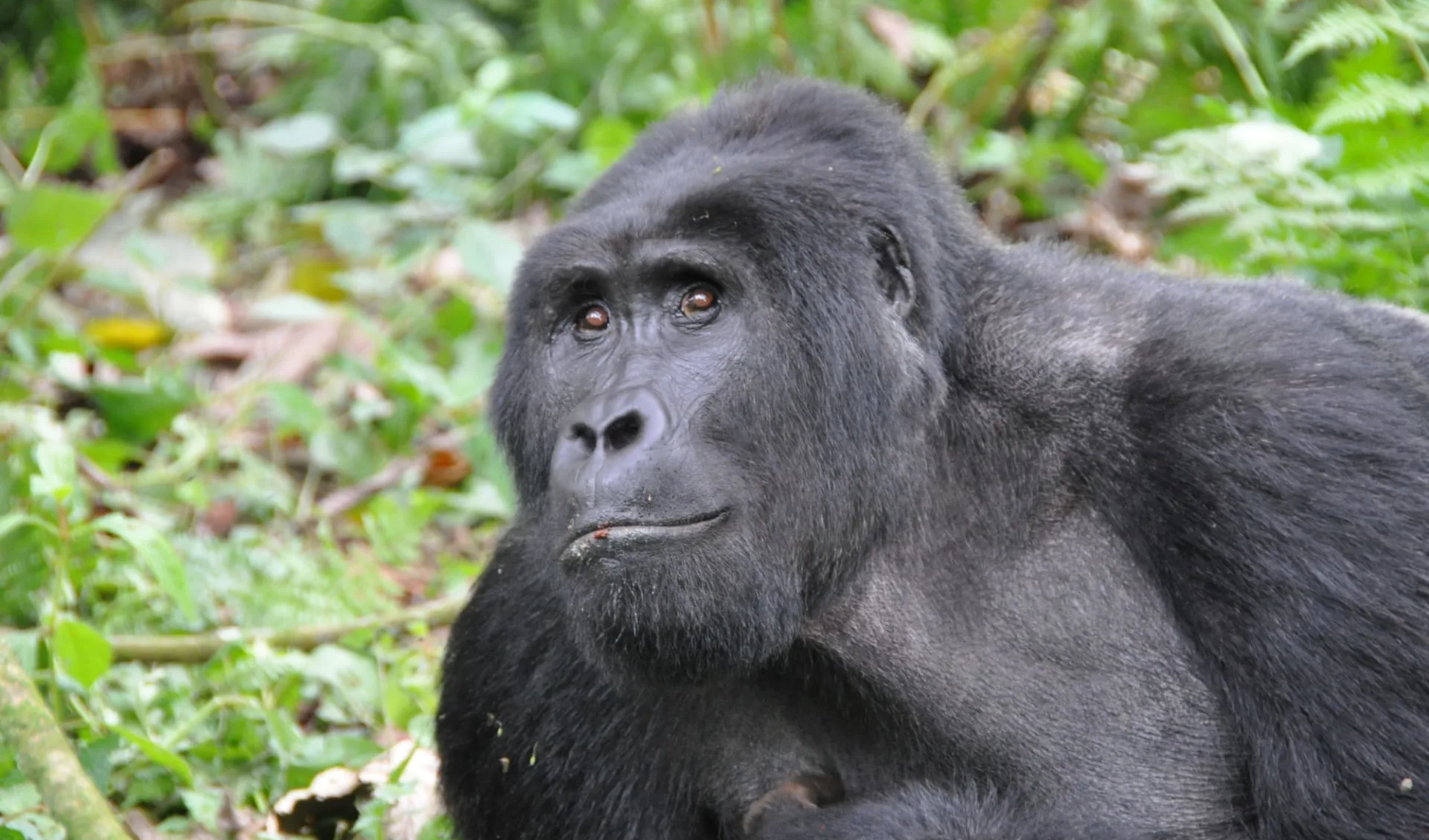 Grosse Uganda Safari ab Entebbe:  Mountaingorilla in Bwindi Impenetrable Forest