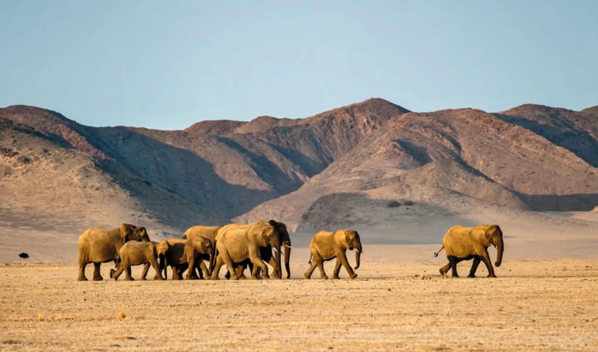 Namibia Lesereise Schweizer Familie - Weite Wüsten, Wilde Tiere ab Windhoek Stadt: 0002731c-1302-4c66-a602-475e8365c540