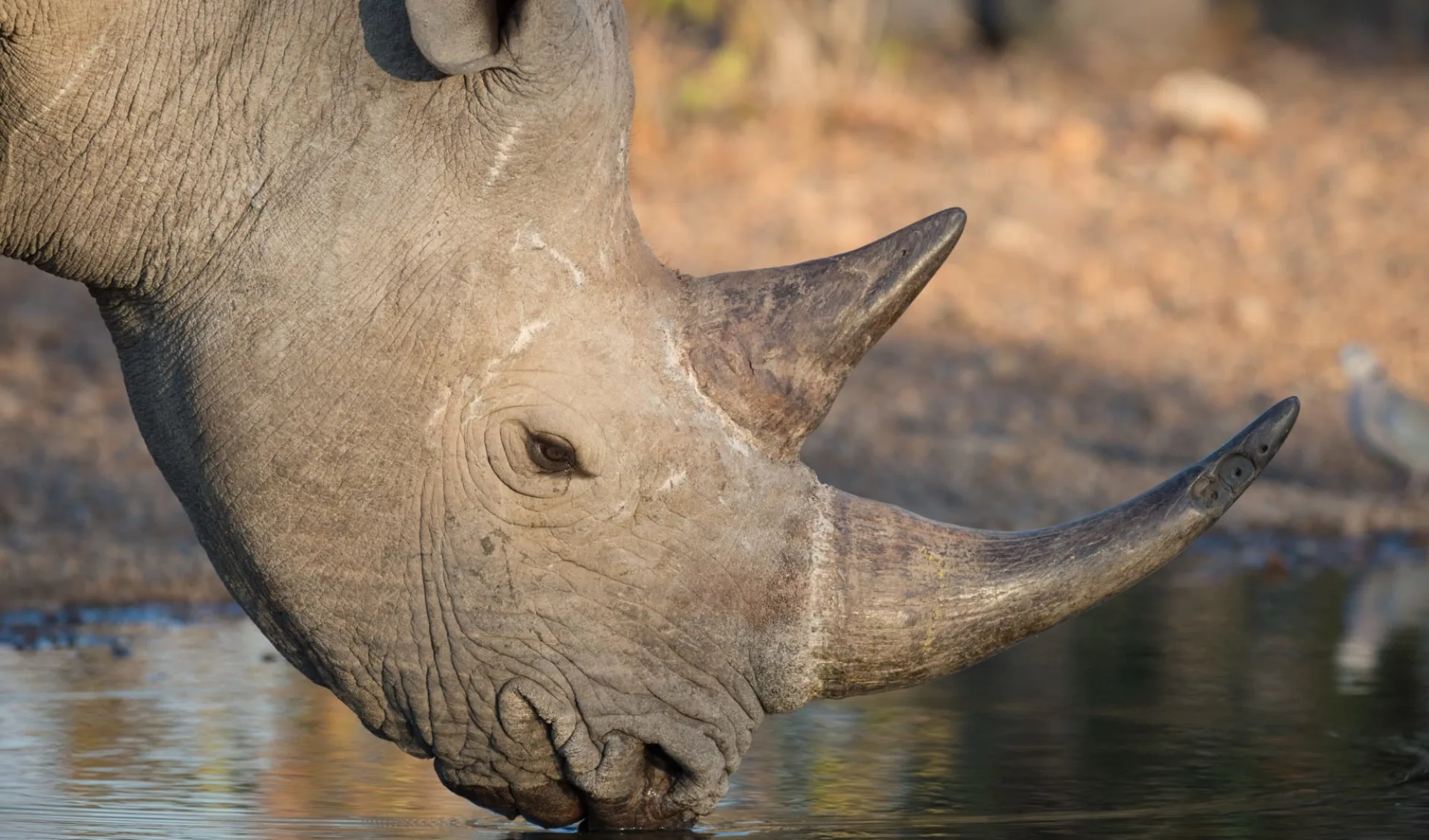 Anderssons at Ongava in Etosha Nationalpark: 01da4dd944c7461998561bff2ff3eed3d074b228ea