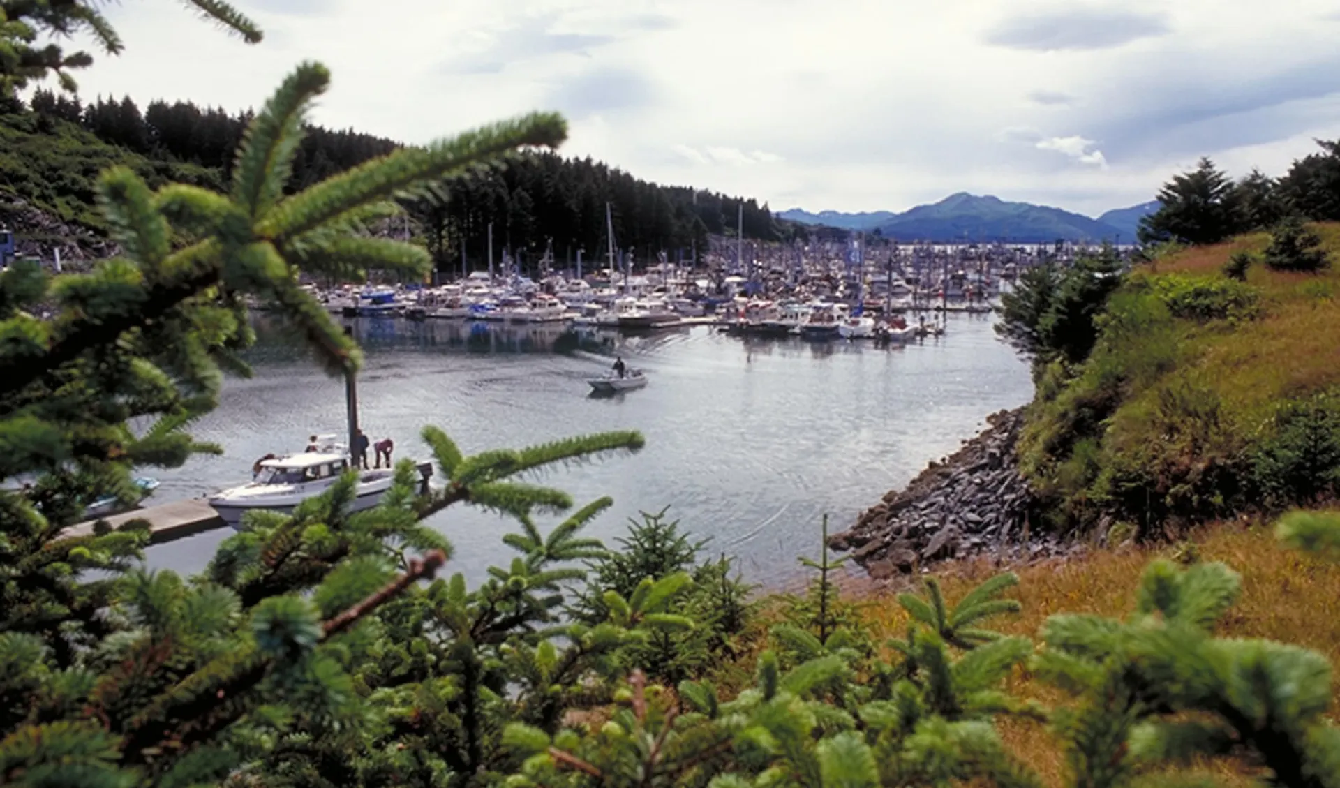 Kodiakbären hautnah: 2008 Kodiak Hafen