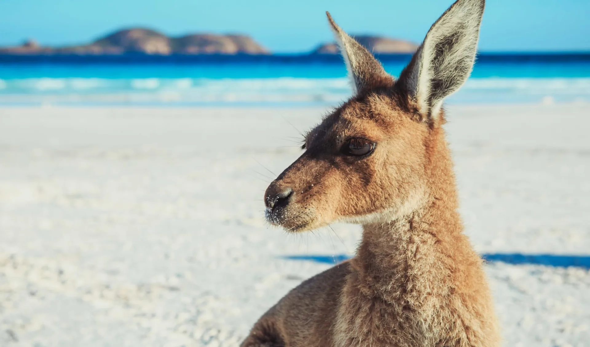 Southwestern Beauty ab Perth: 3_Kanga cute Lucky Bay