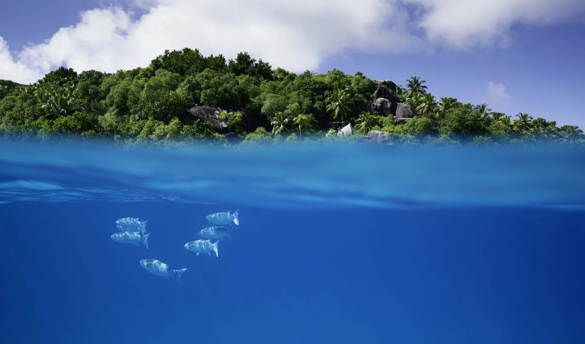 Raffles Seychelles in Praslin:  1205_19_RFLSEY_CAT_Snorkle_underwater-34-Edit-Edit