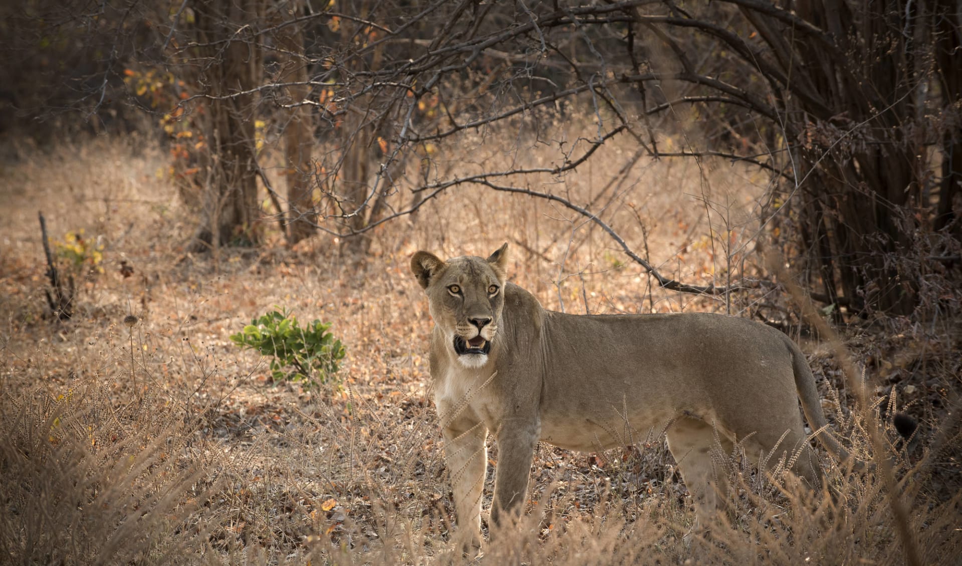 Zimbabwe Highlight Safari ab Victoria Falls Knecht Reisen