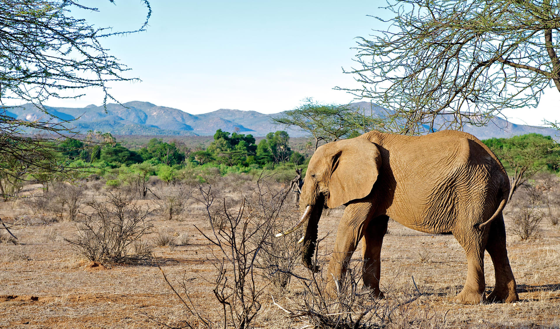 Samburu Intrepids Camp:  