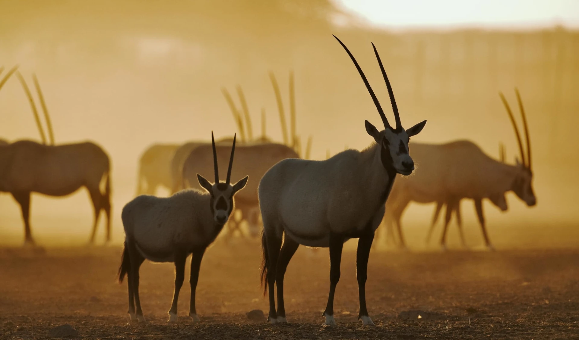 Anantara Desert Islands Resort & SPA in Sir Bani Yas:  Arabian Oryx
