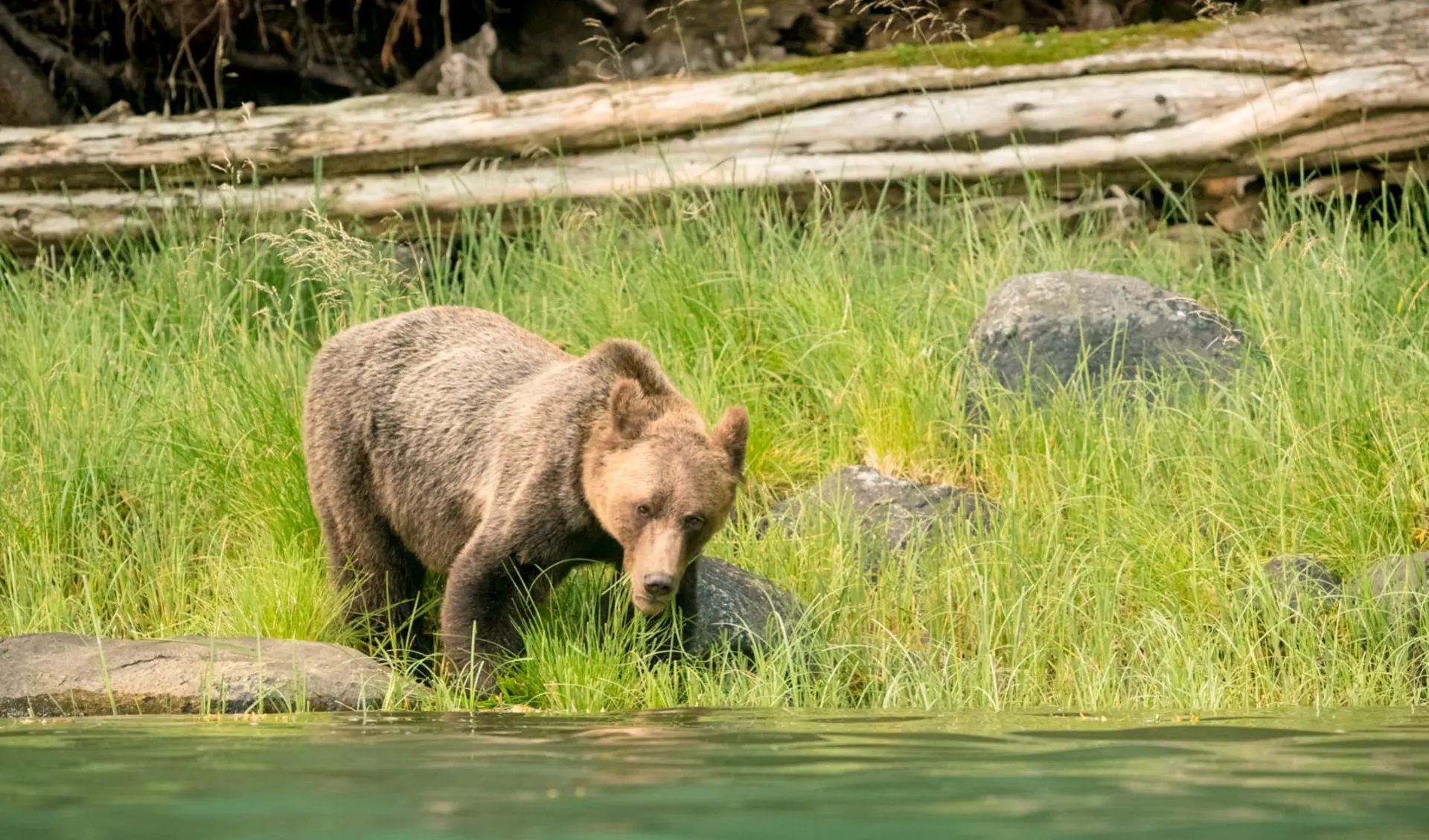 Bärenbeobachtung Farewell Lodge ab Vancouver Island: activities: Farwell Lodge - Bärenbeobachtung