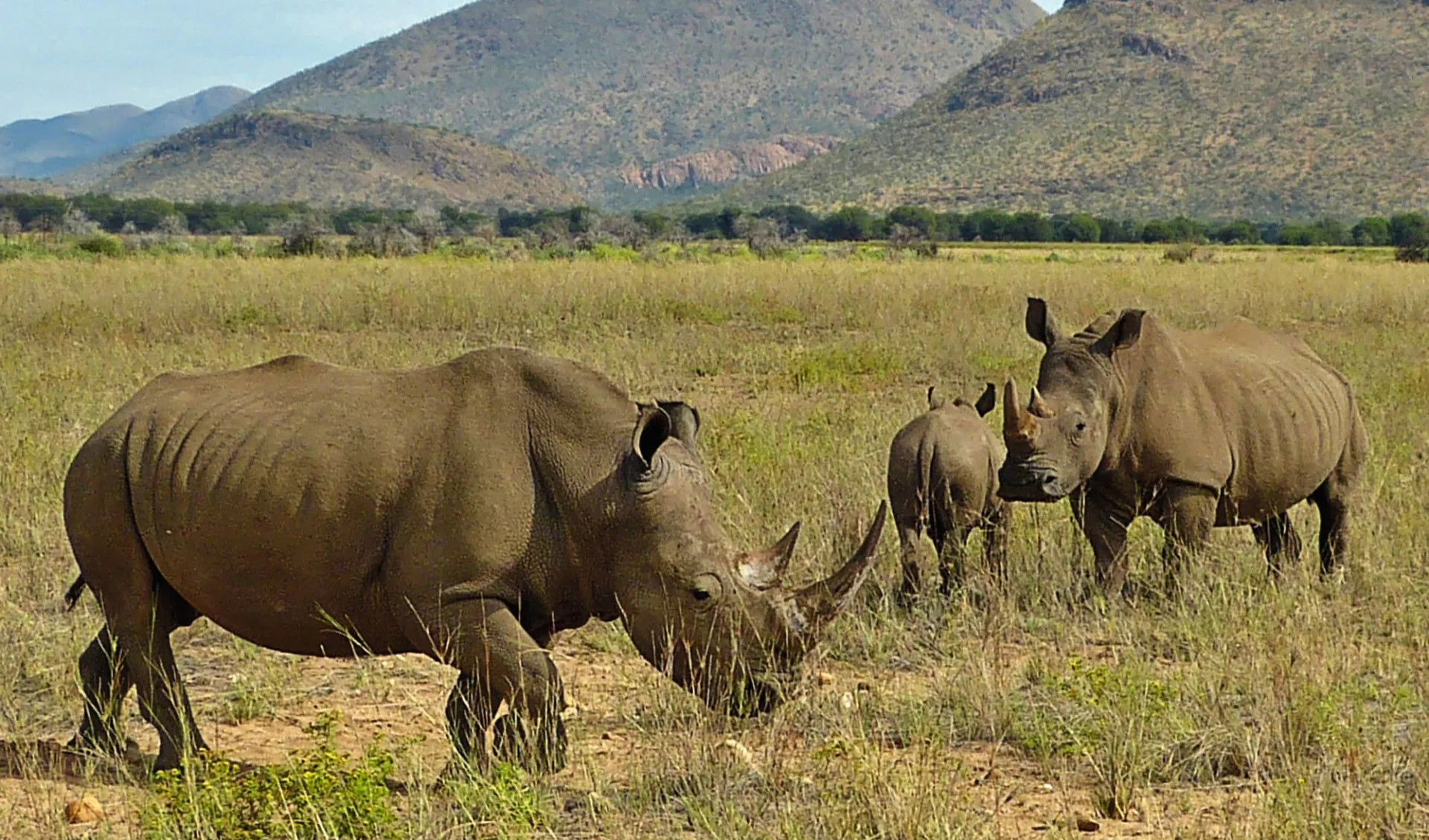 GocheGanas Nature Reserve & Wellness Village in Windhoek Region:  GocheGanas Nature Reserve & Wellness Village - Nashornfamilie