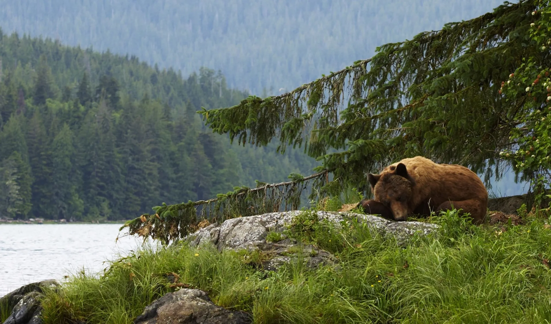 Bärenbeobachtung Knight Inlet Lodge 4 Tage ab Campbell River: activities: Knight Inlet Lodge - Bärenbeobachtung