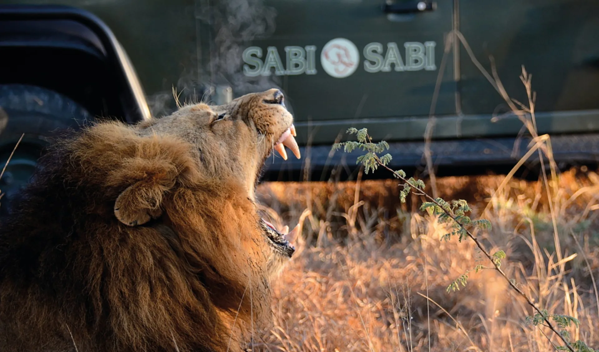 Sabi Sabi Selati Camp in Sabi Sands:  Sabi Sabi - Safarifahrzeug und bruellender Loewe